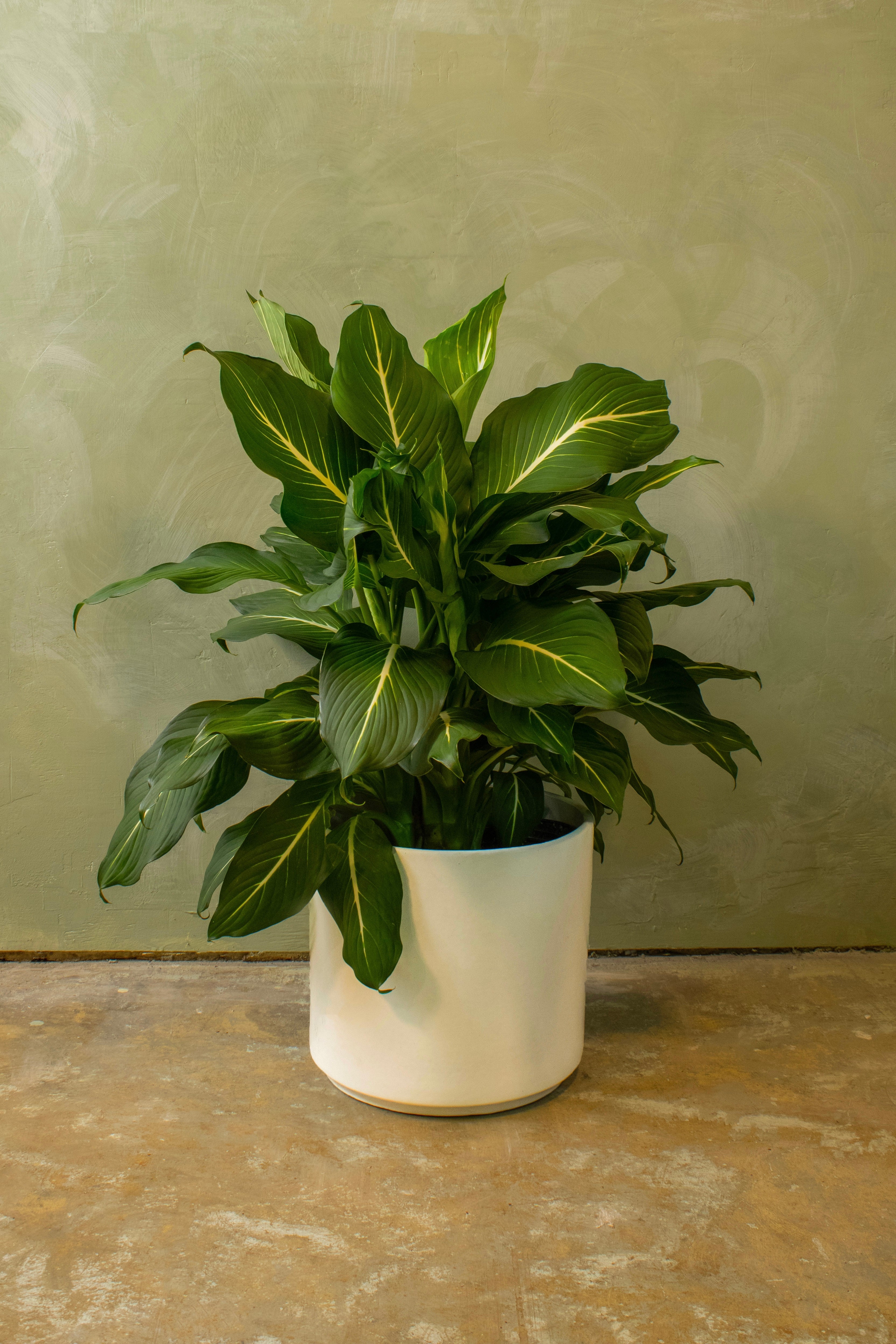 Potted 10" Dieffenbachia 'Sterling'