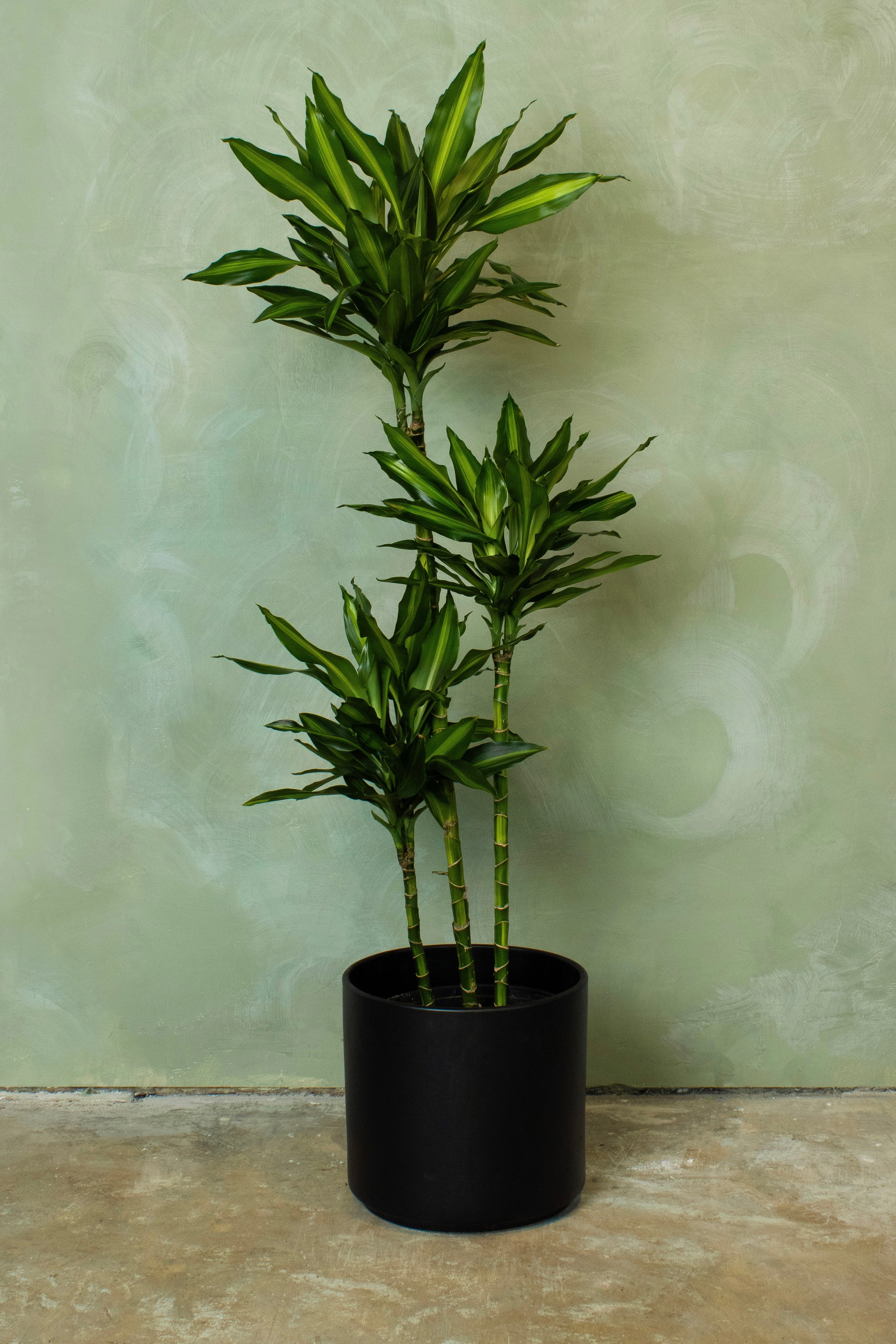 Potted 10" Dracaena Cintho Cane