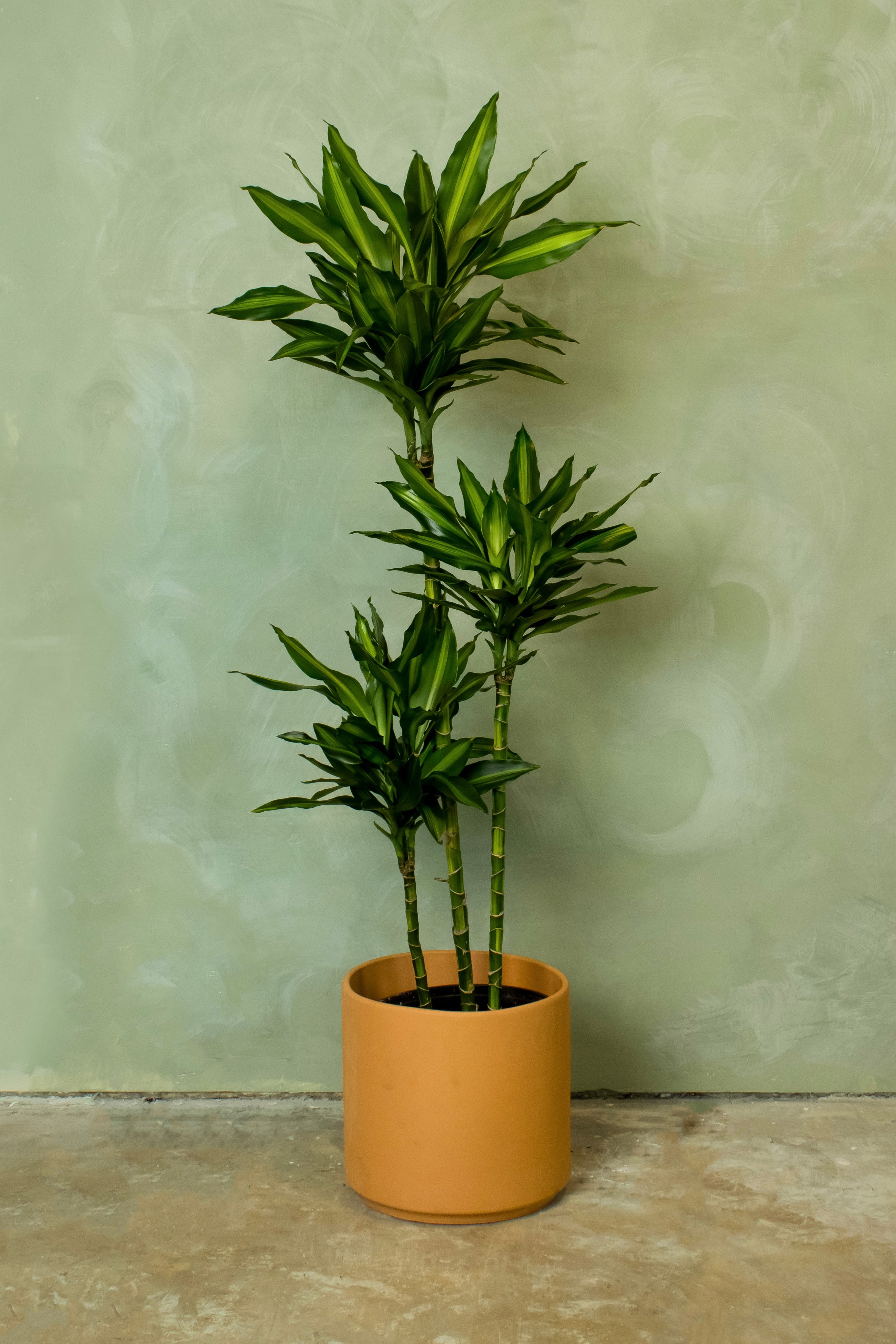Potted 10" Dracaena Cintho Cane