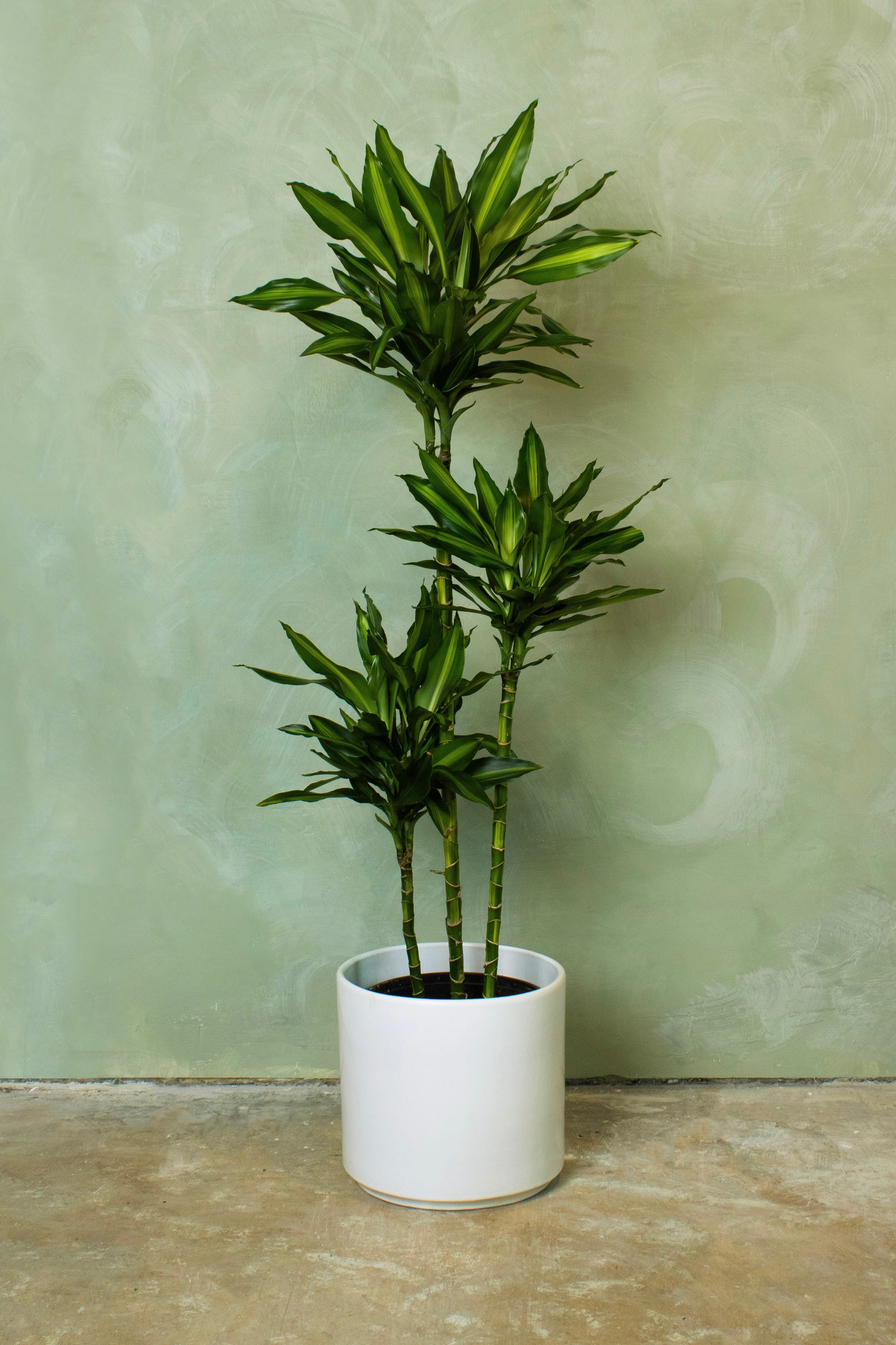Potted 10" Dracaena Cintho Cane