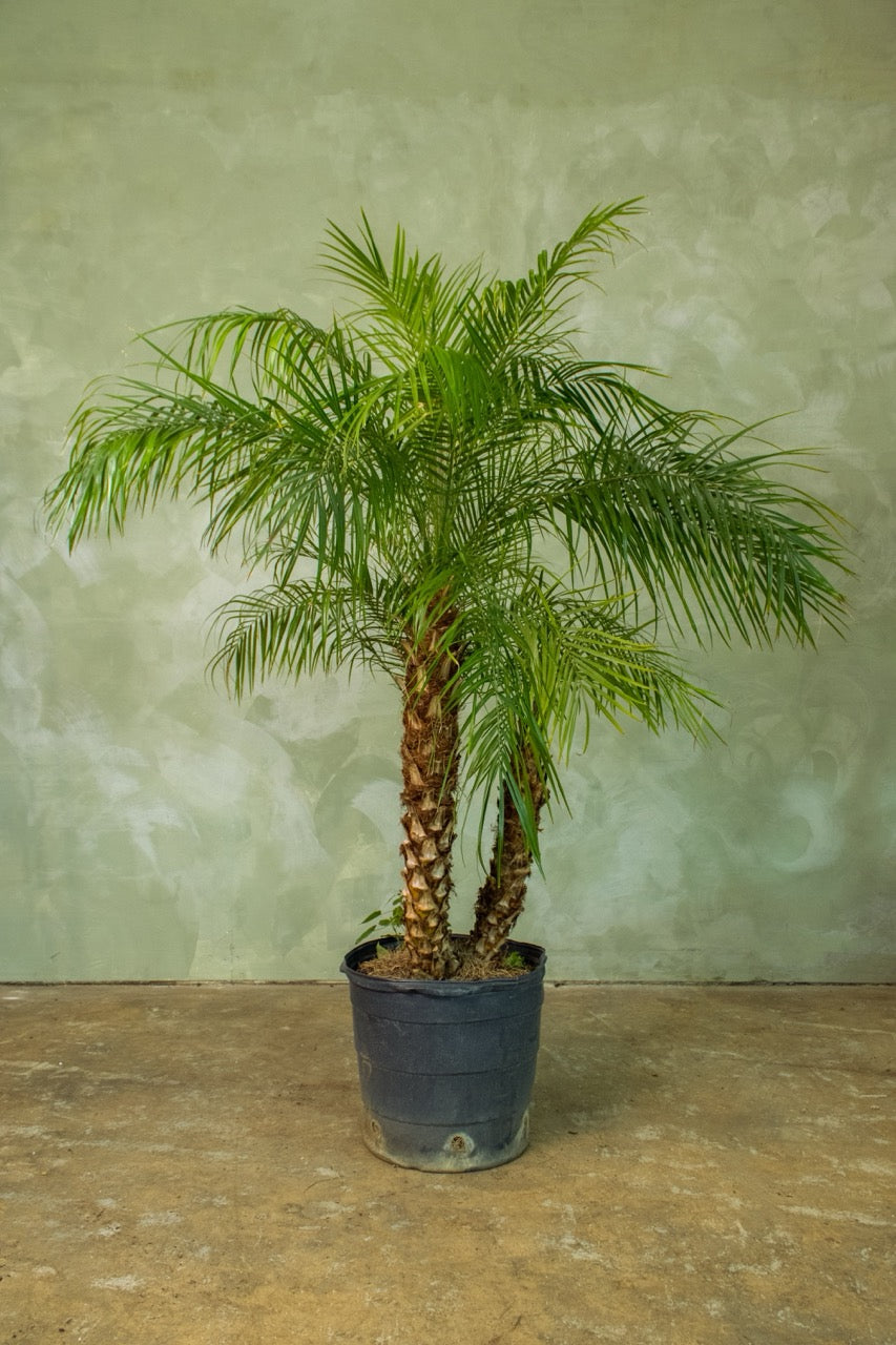 17" Dwarf Date Palm