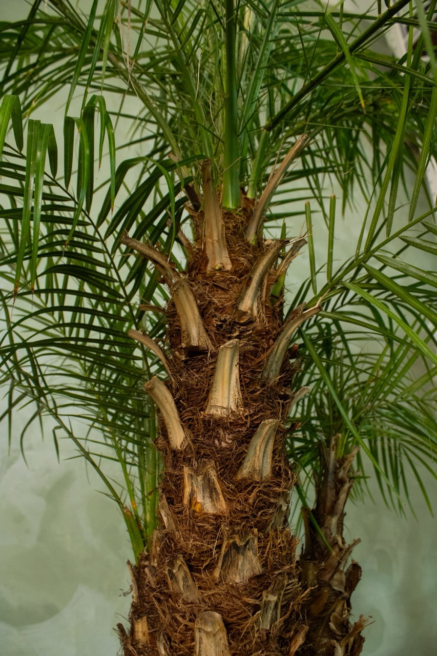 17" Dwarf Date Palm