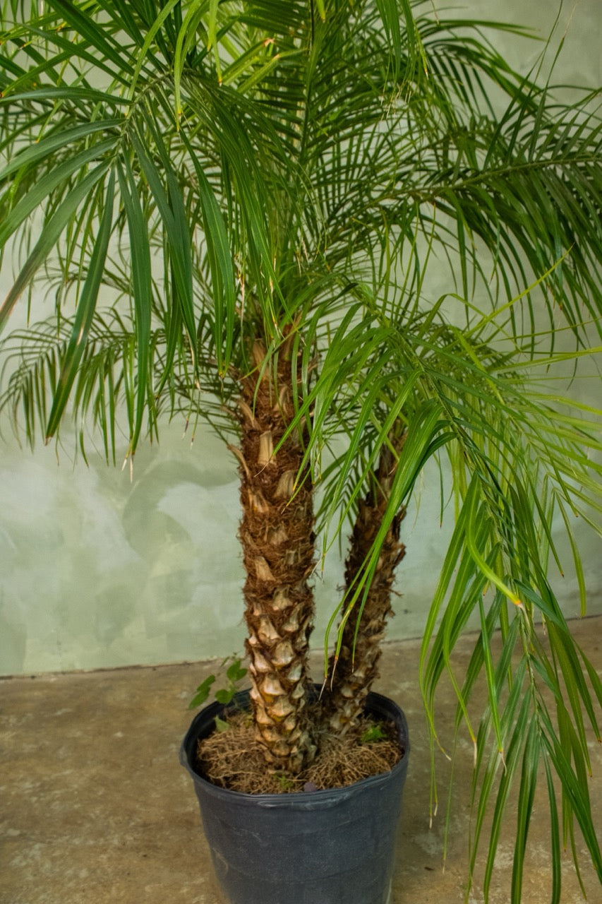 17" Dwarf Date Palm