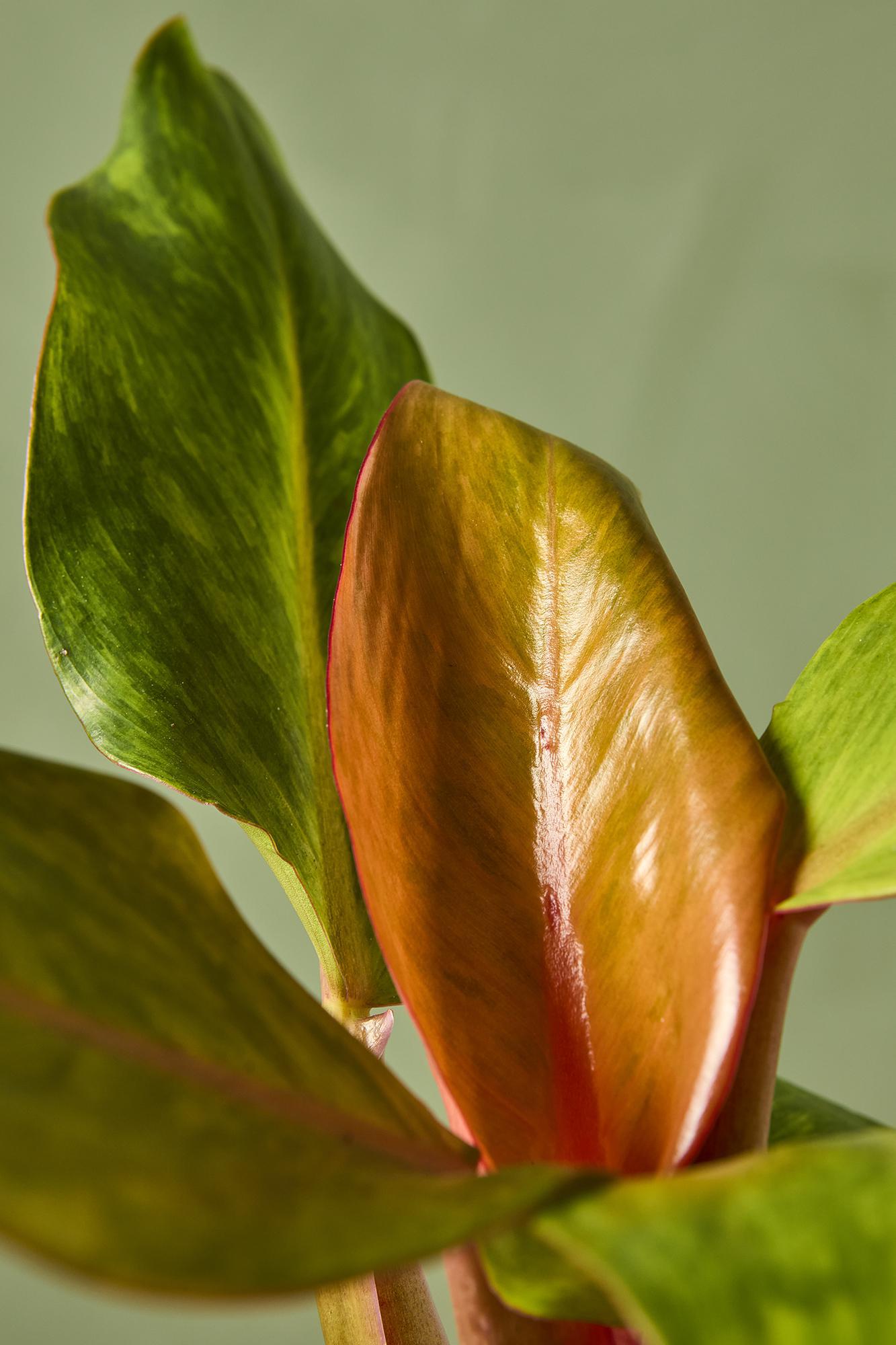 Philodendron 'Marmalade'