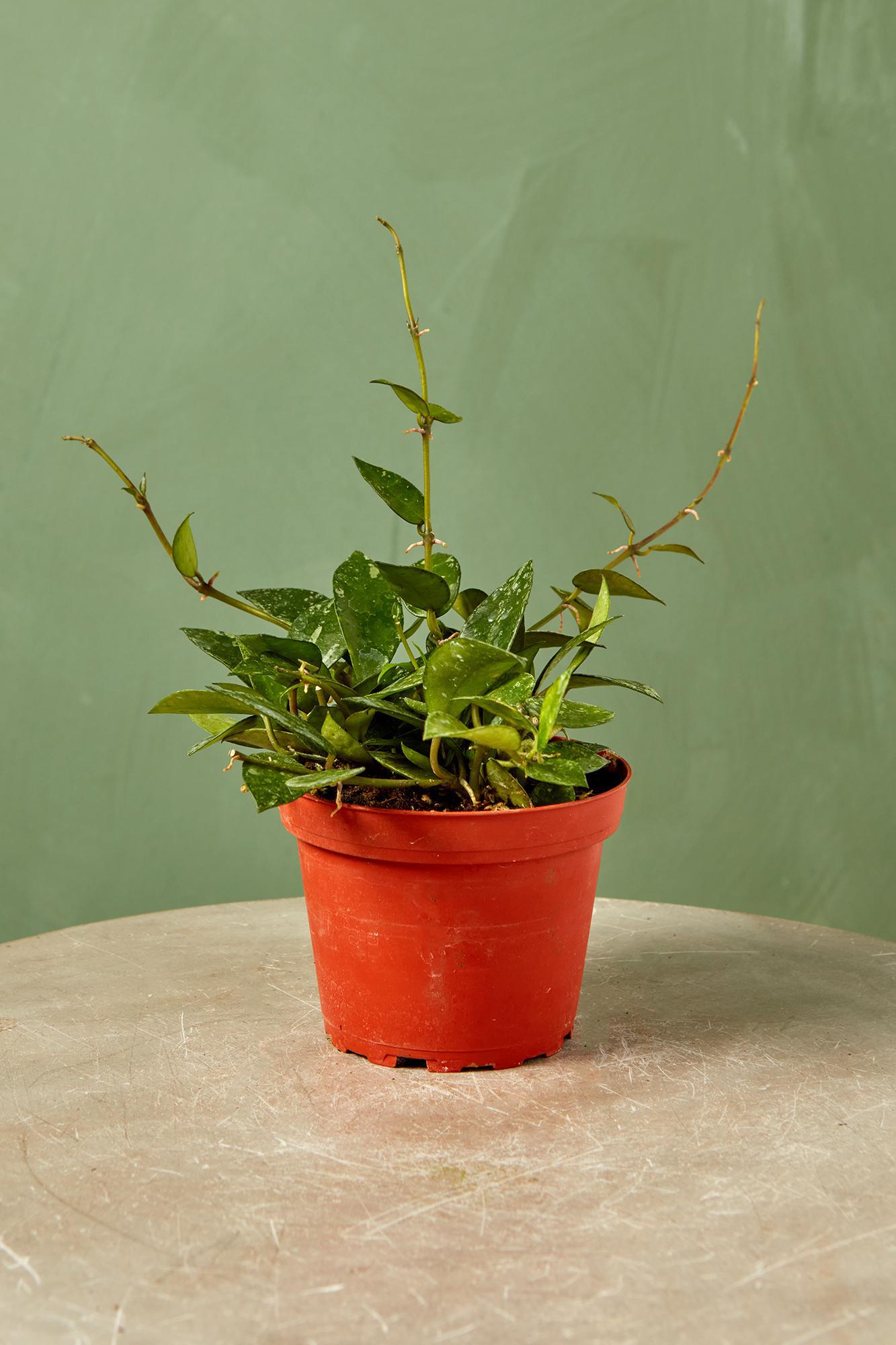 Hoya krohniana