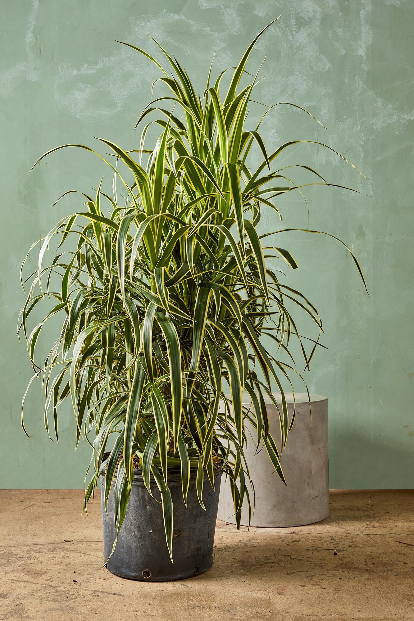 Draceana reflexa 'Honoriae'