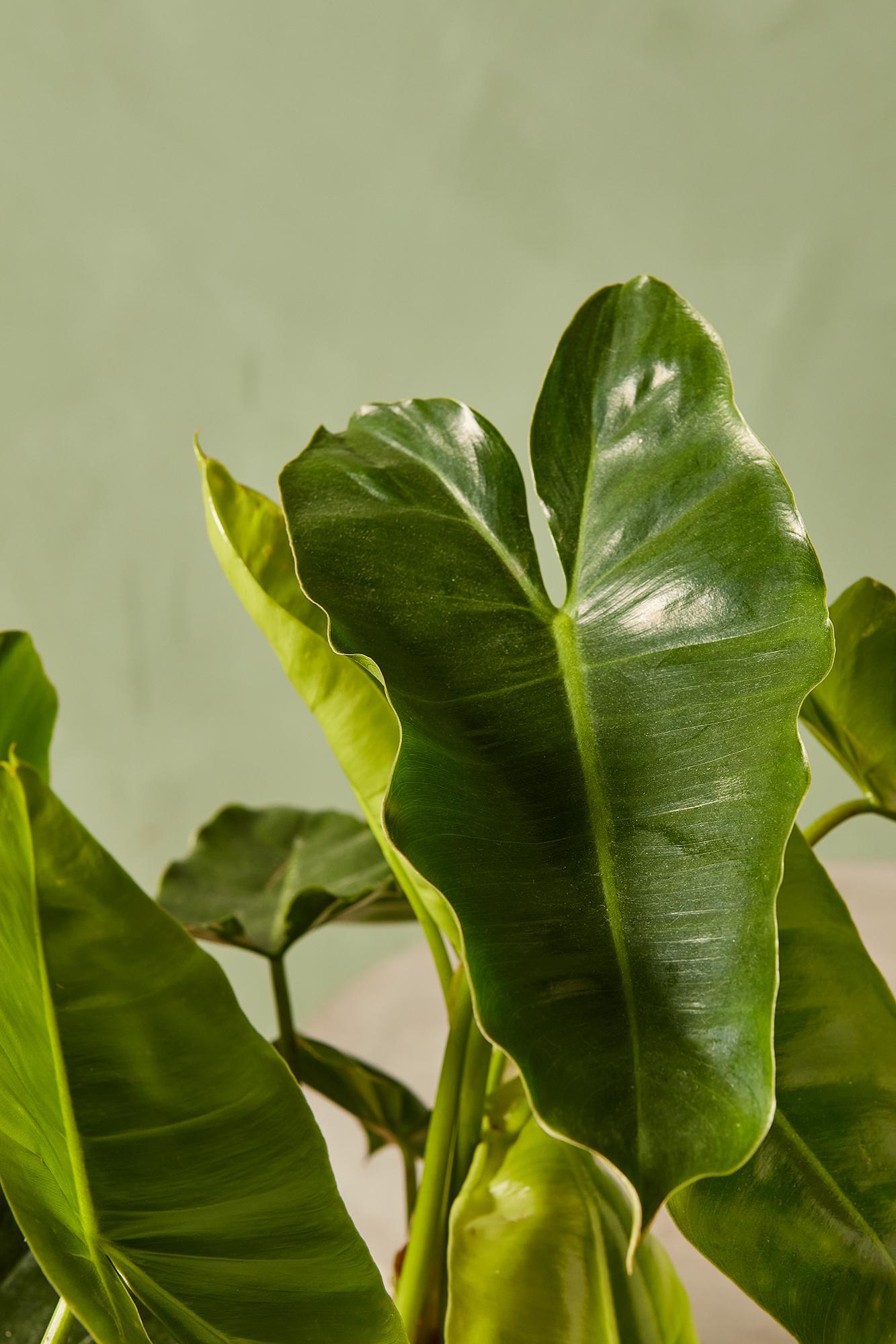 Philodendron 'Burle Marx'