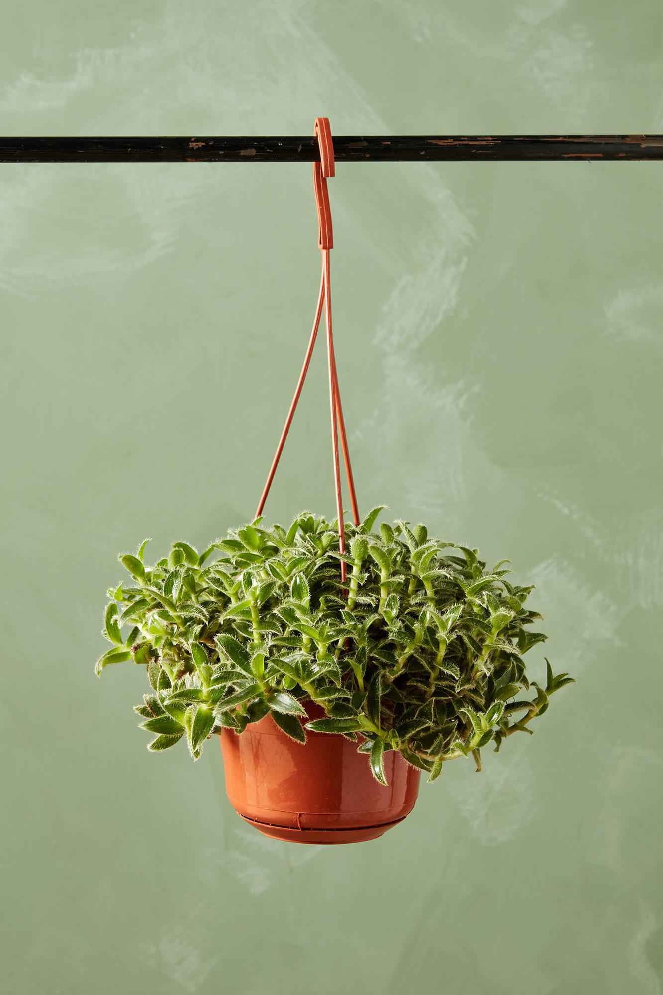 Tradescantia 'Kitten Ears'