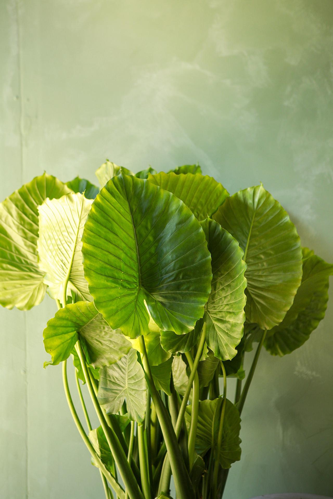 Alocasia 'California'