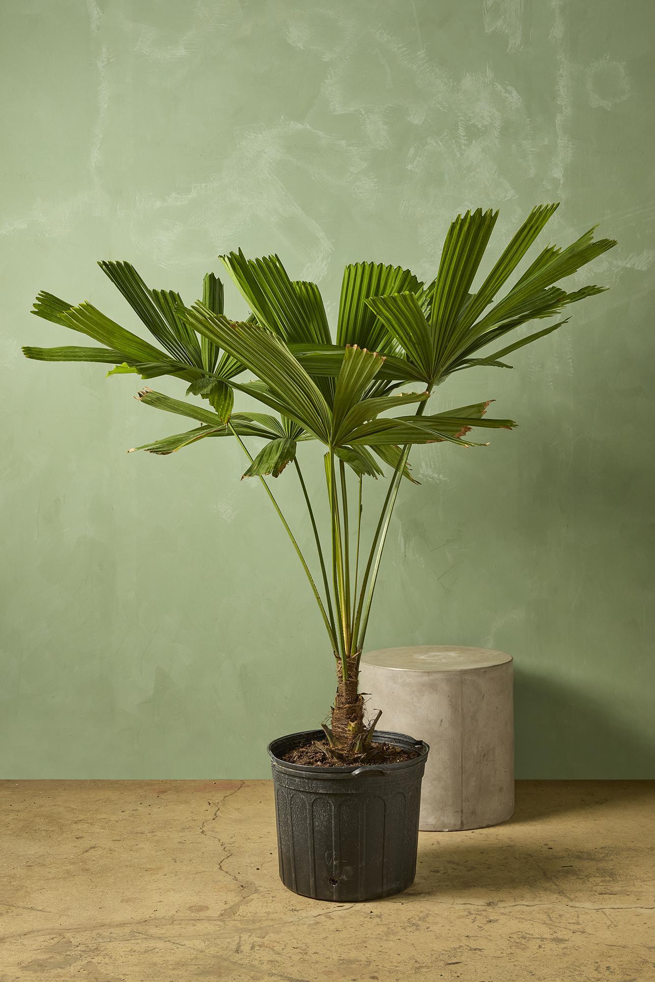 Licuala Peltata Palm