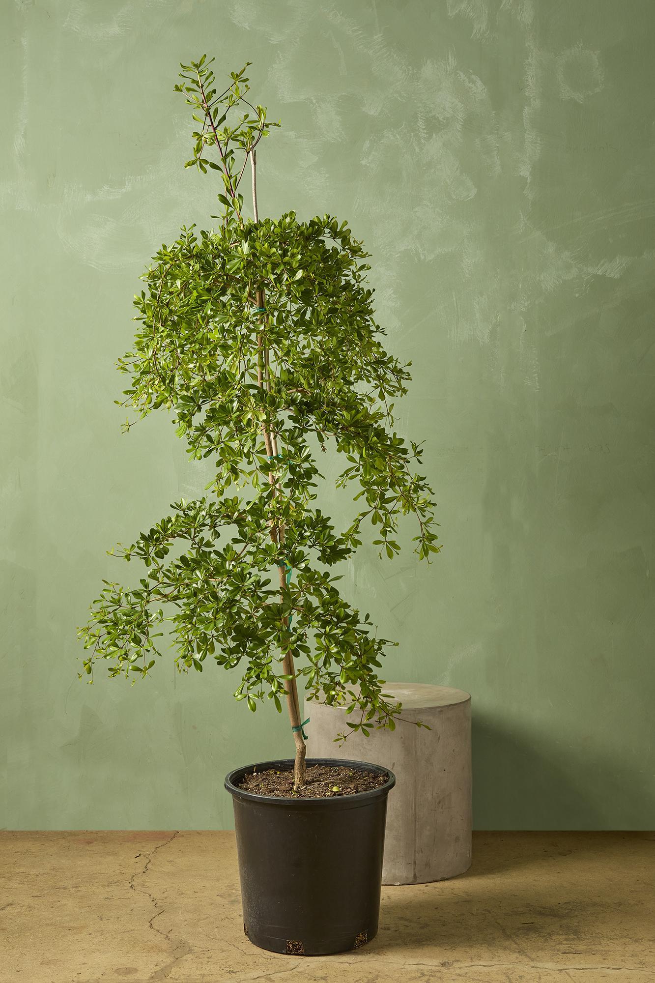 Olive Tree 'Shady Lady'