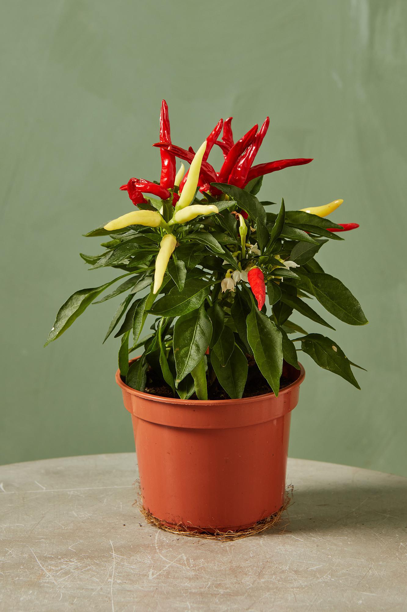 Ornamental Pepper