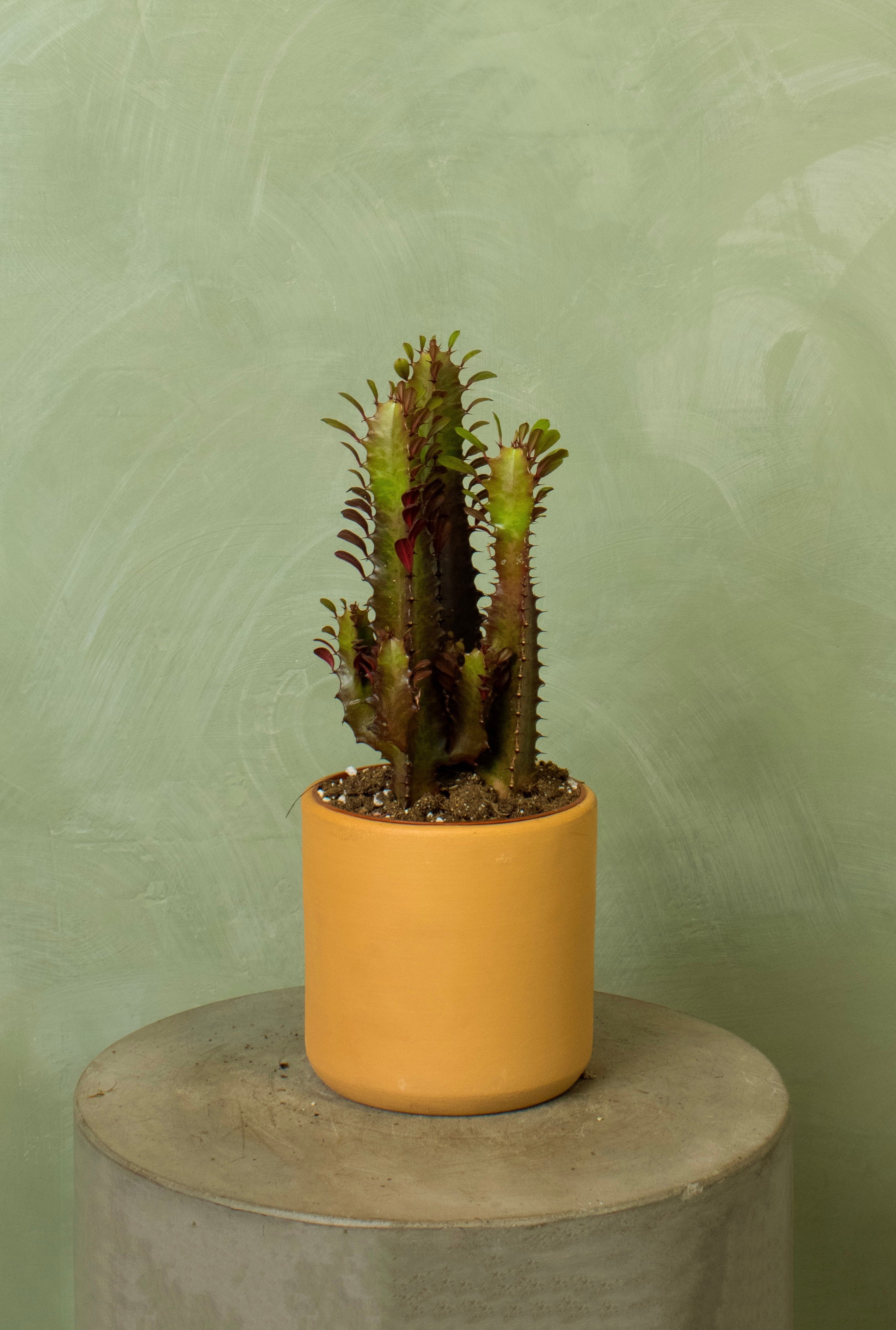 Potted 6" Euphorbia trigona