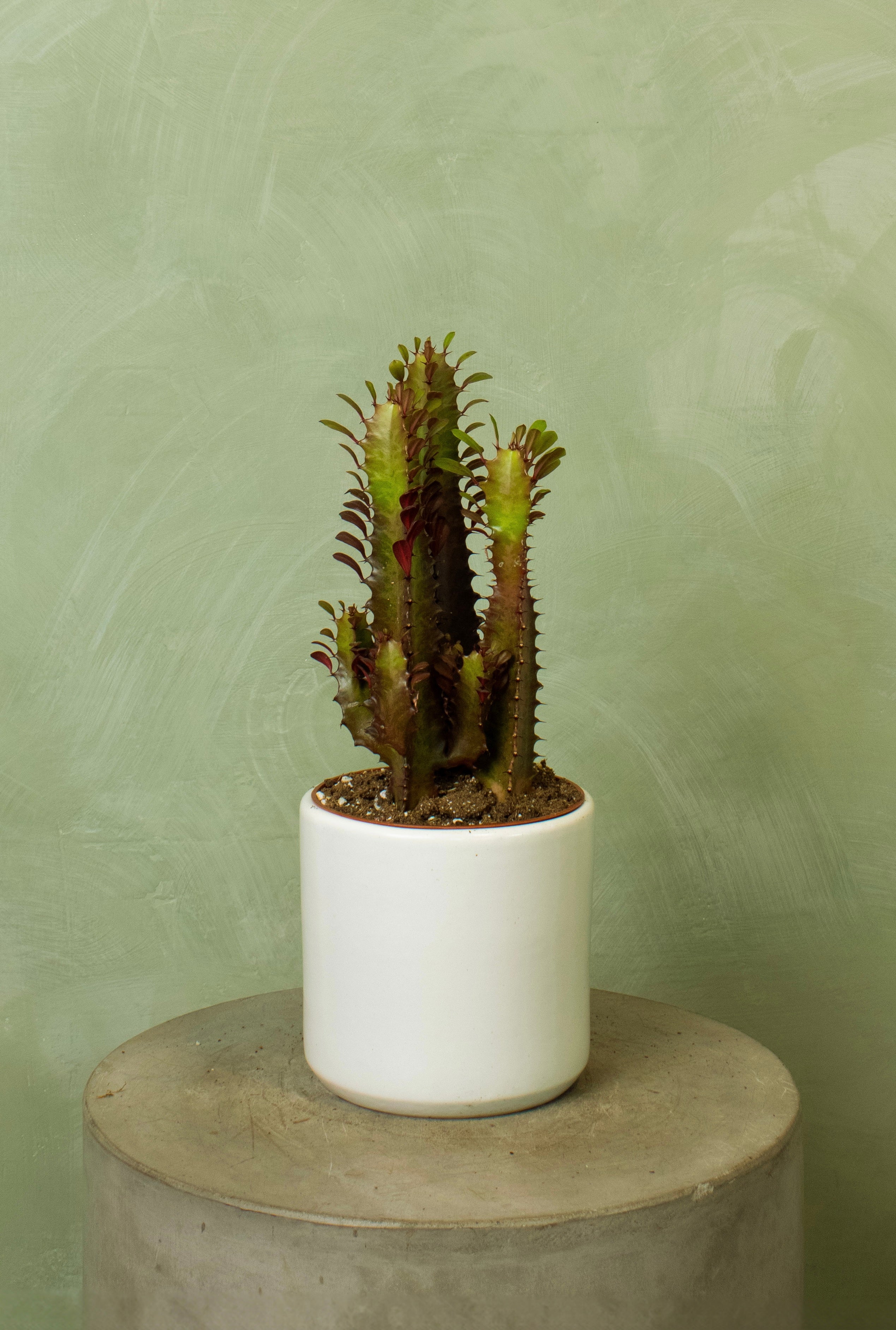 Potted 6" Euphorbia trigona