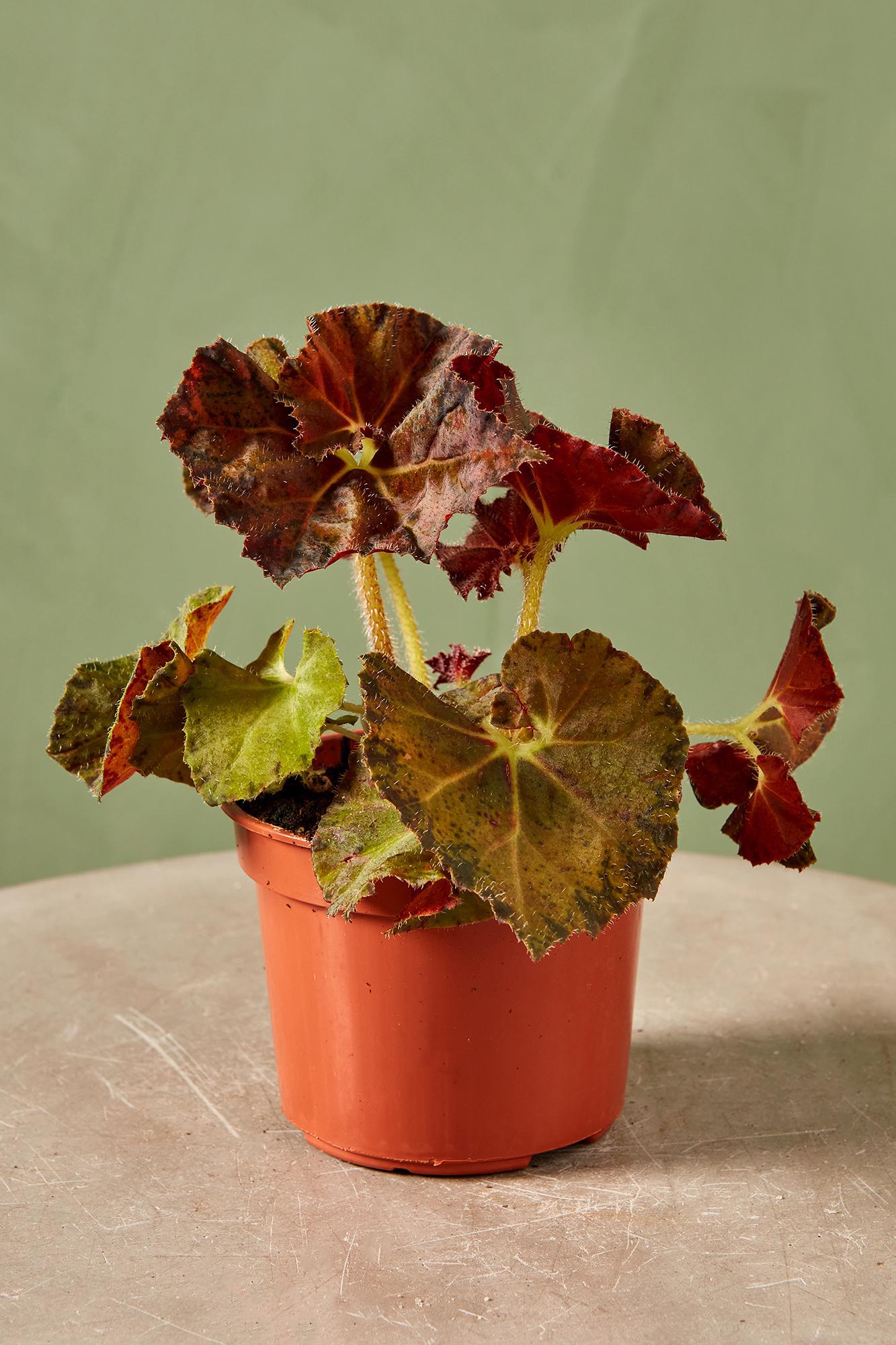 Rex Begonia 'Autumn's Best'