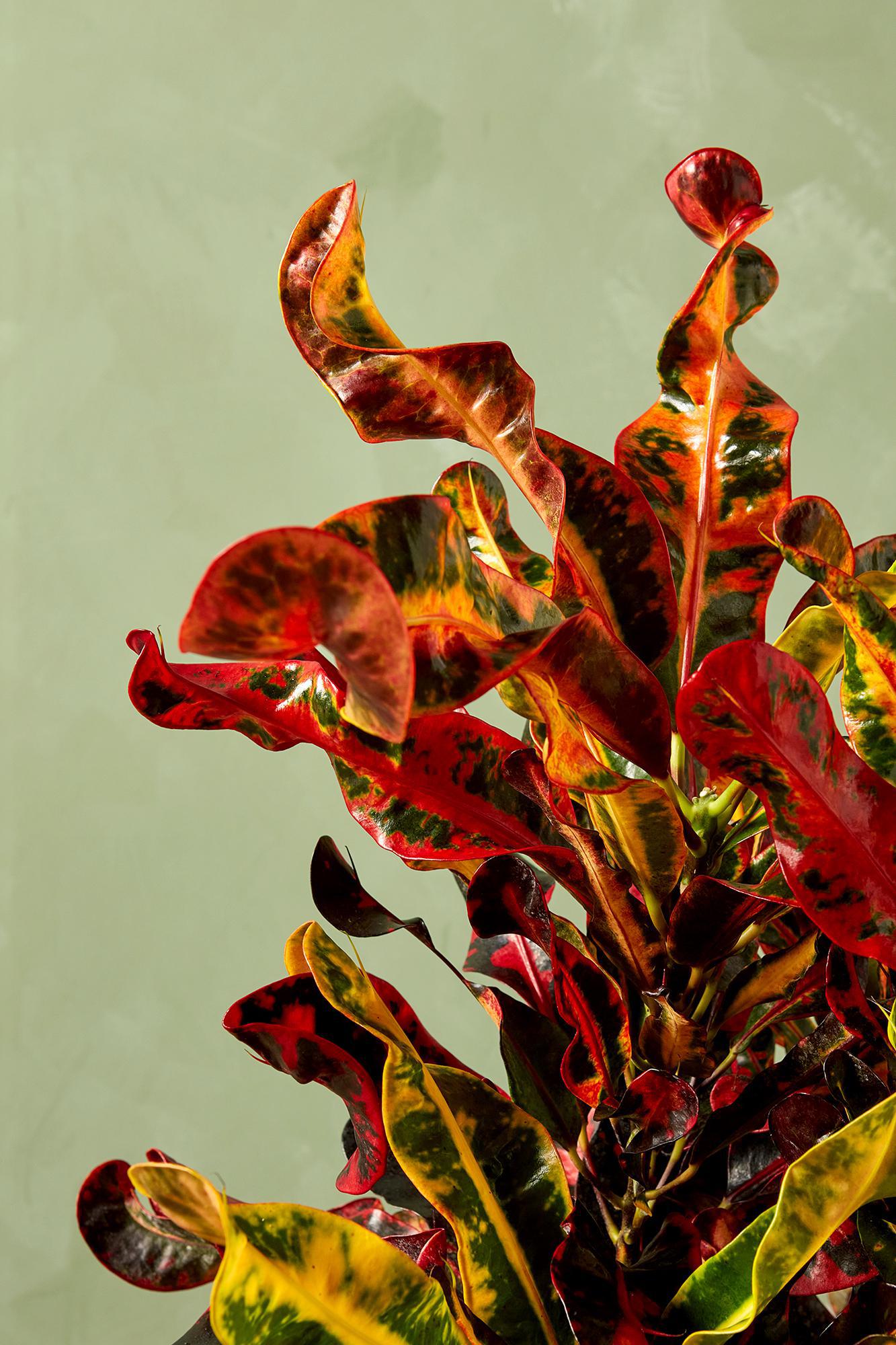 Croton 'Mammey'
