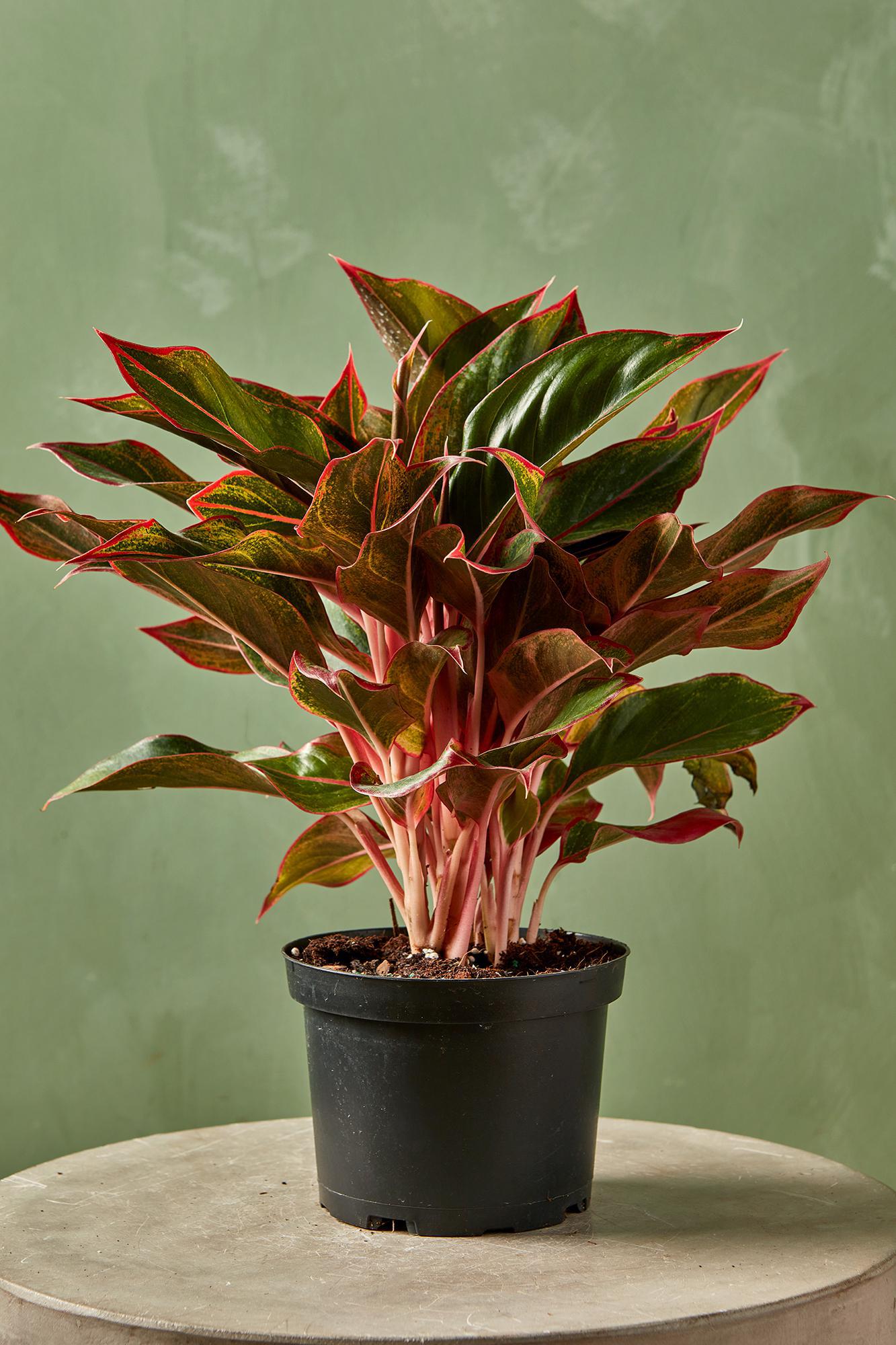 Aglaonema 'Pink Diamond'