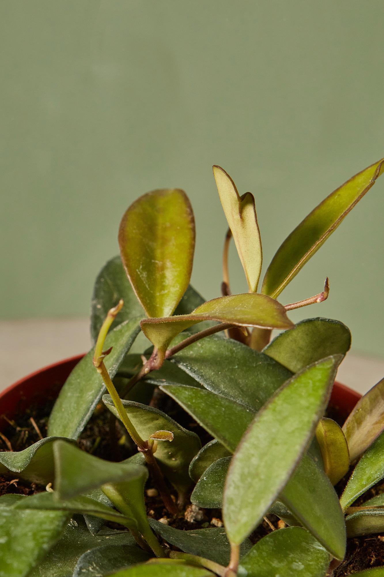 Hoya finlaysonii