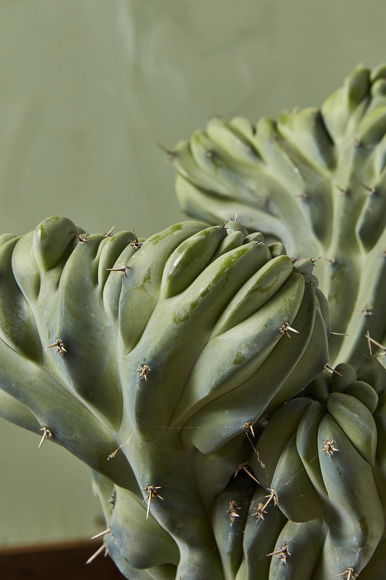 Crested Blue Myrtle Cactus