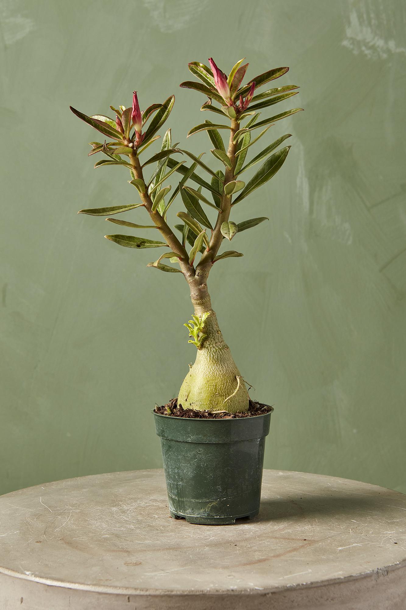 Desert Rose