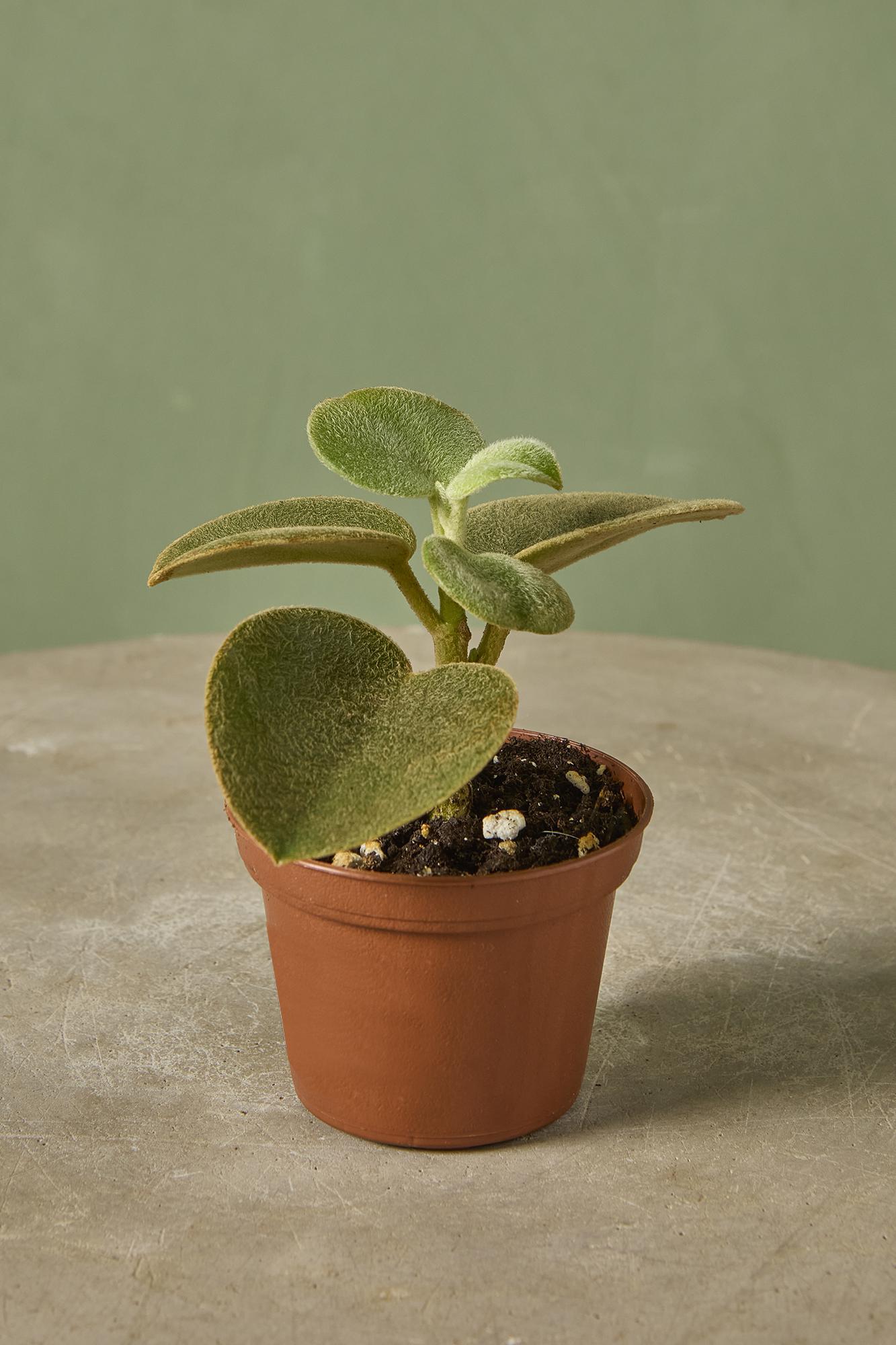 Peperomia incana