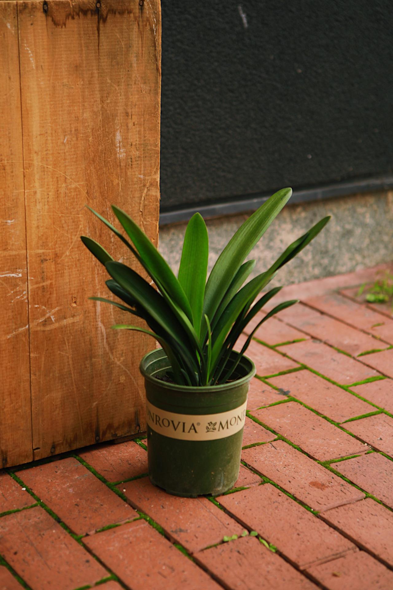 Bush Lily