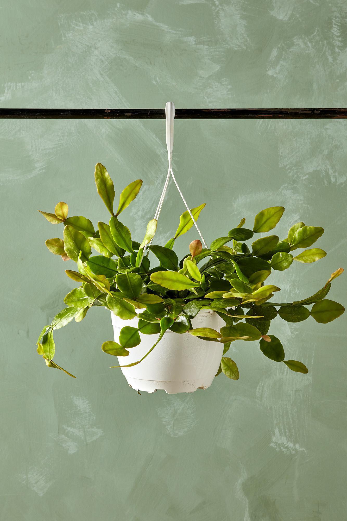 Copper Branch