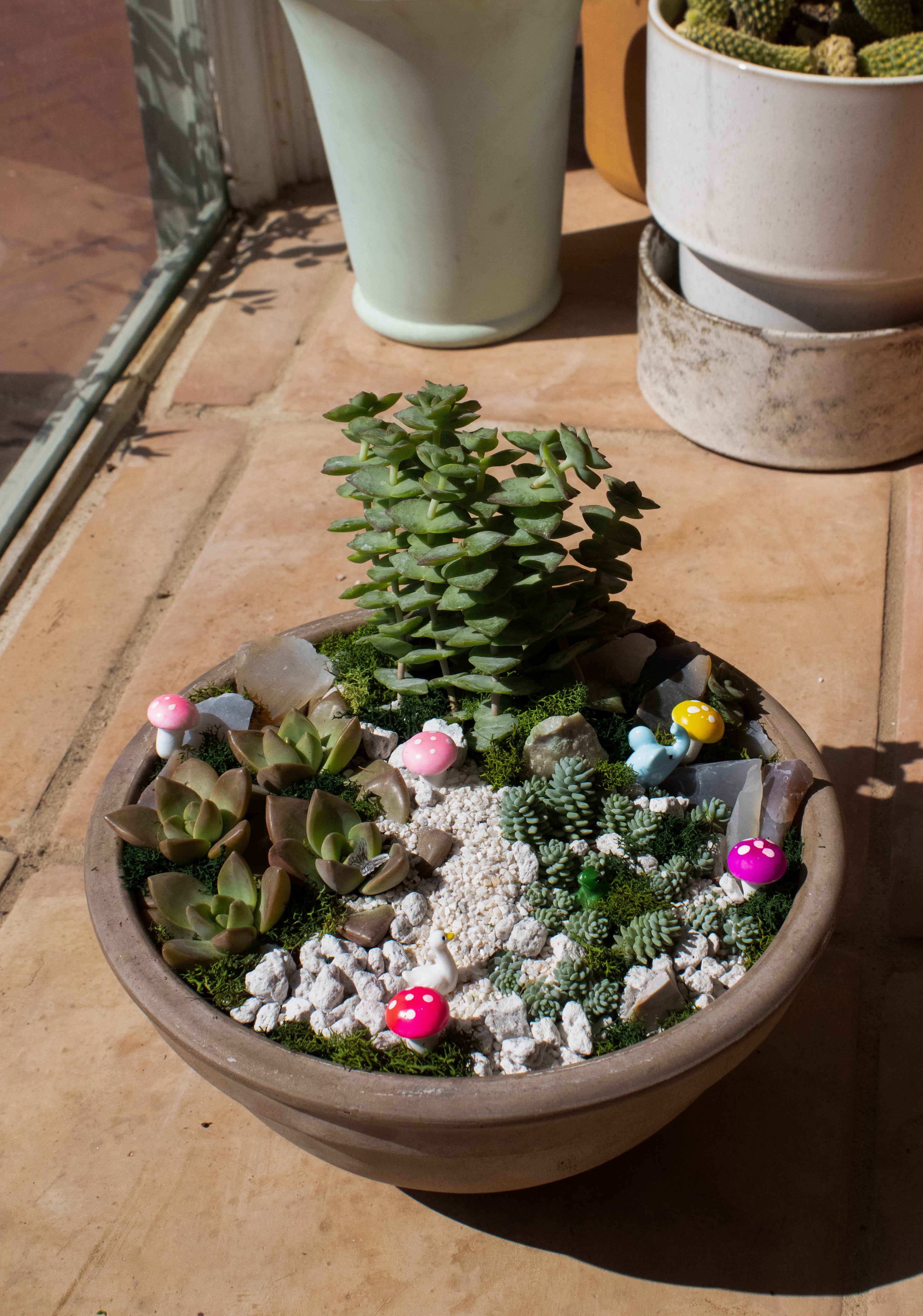 Desert Rose Fairy Garden Workshop - 7pm on May 21st @ Capitol Hill
