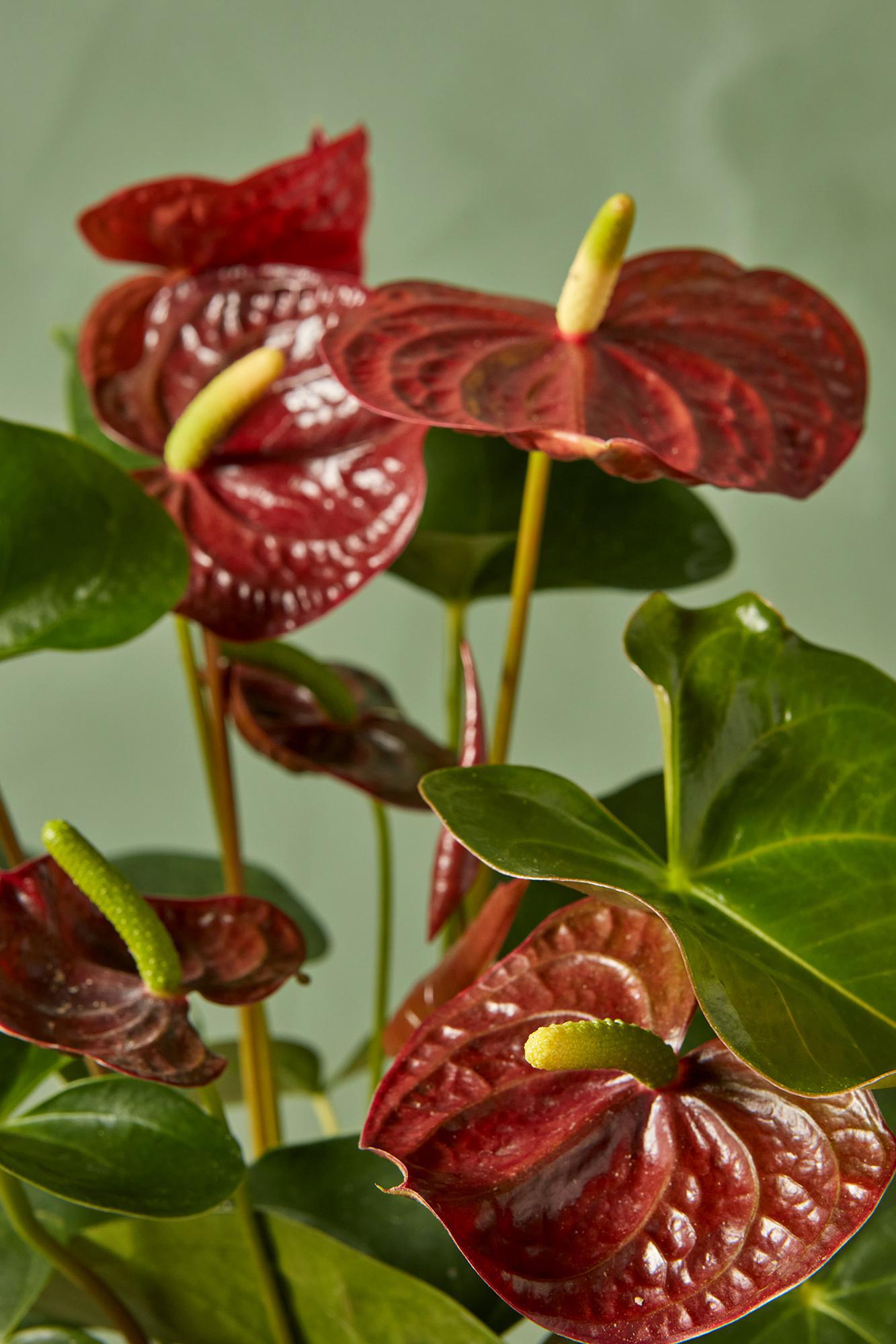 Anthurium 'Sempre Brown'