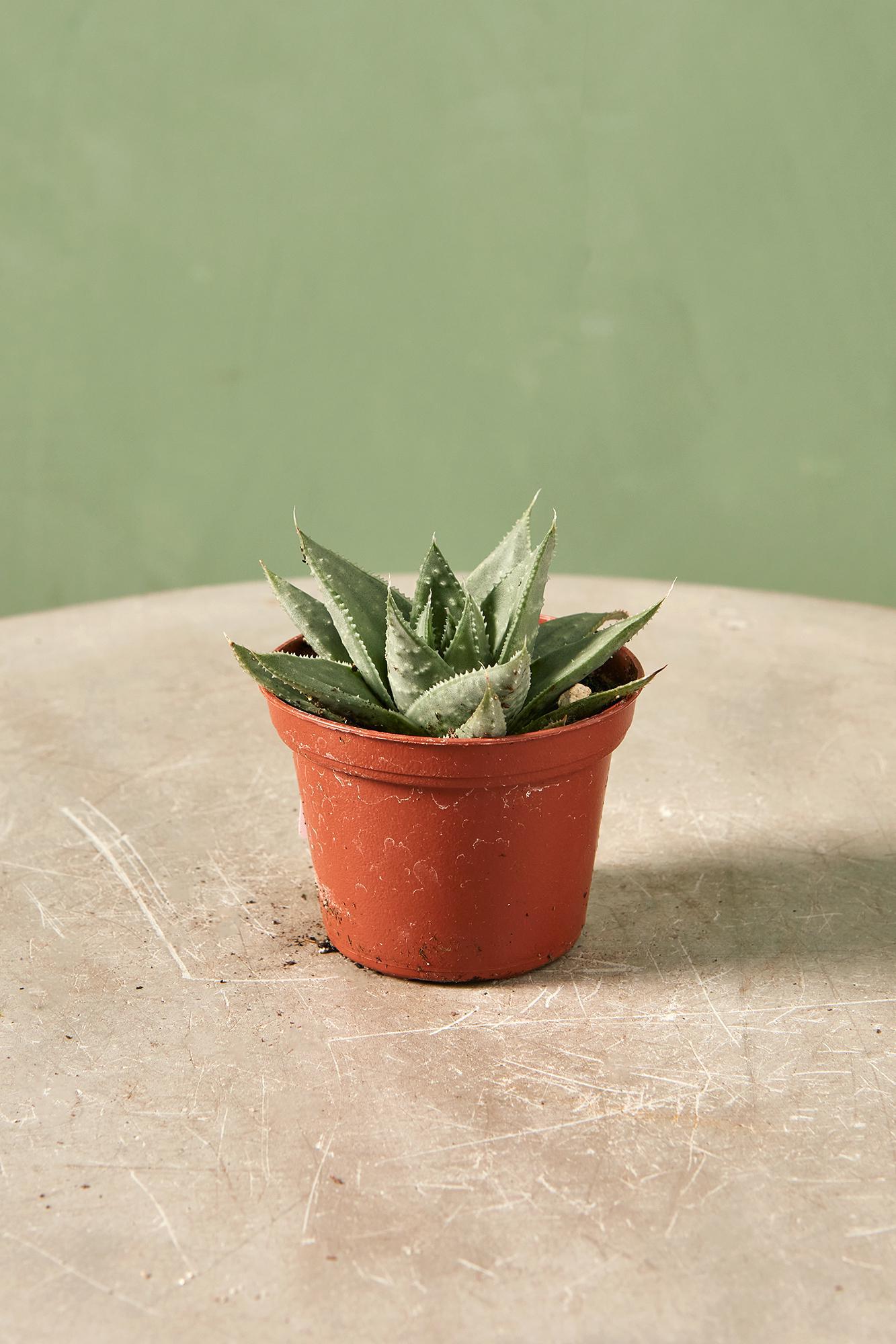 Haworthia 'Savanna'