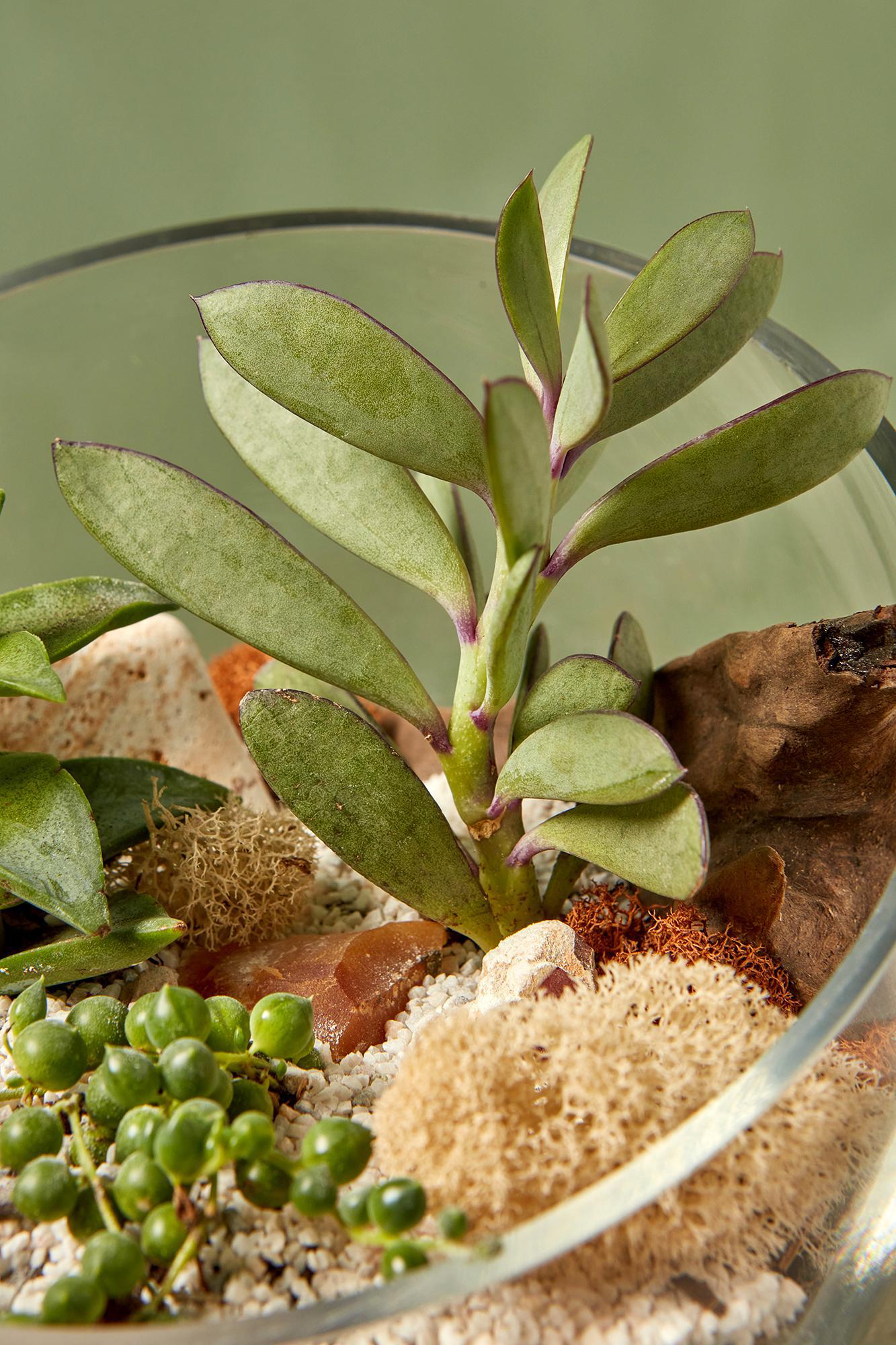 Novel Terrarium