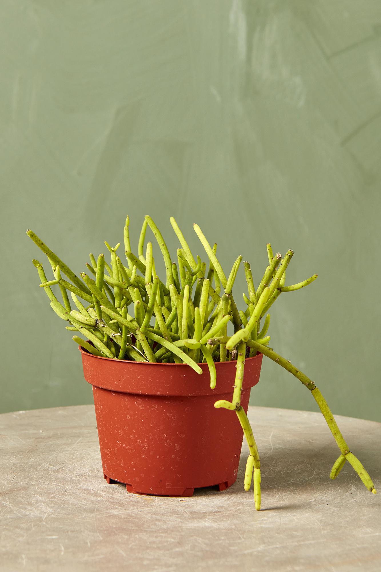 Rhipsalis 'Coral Cactus'