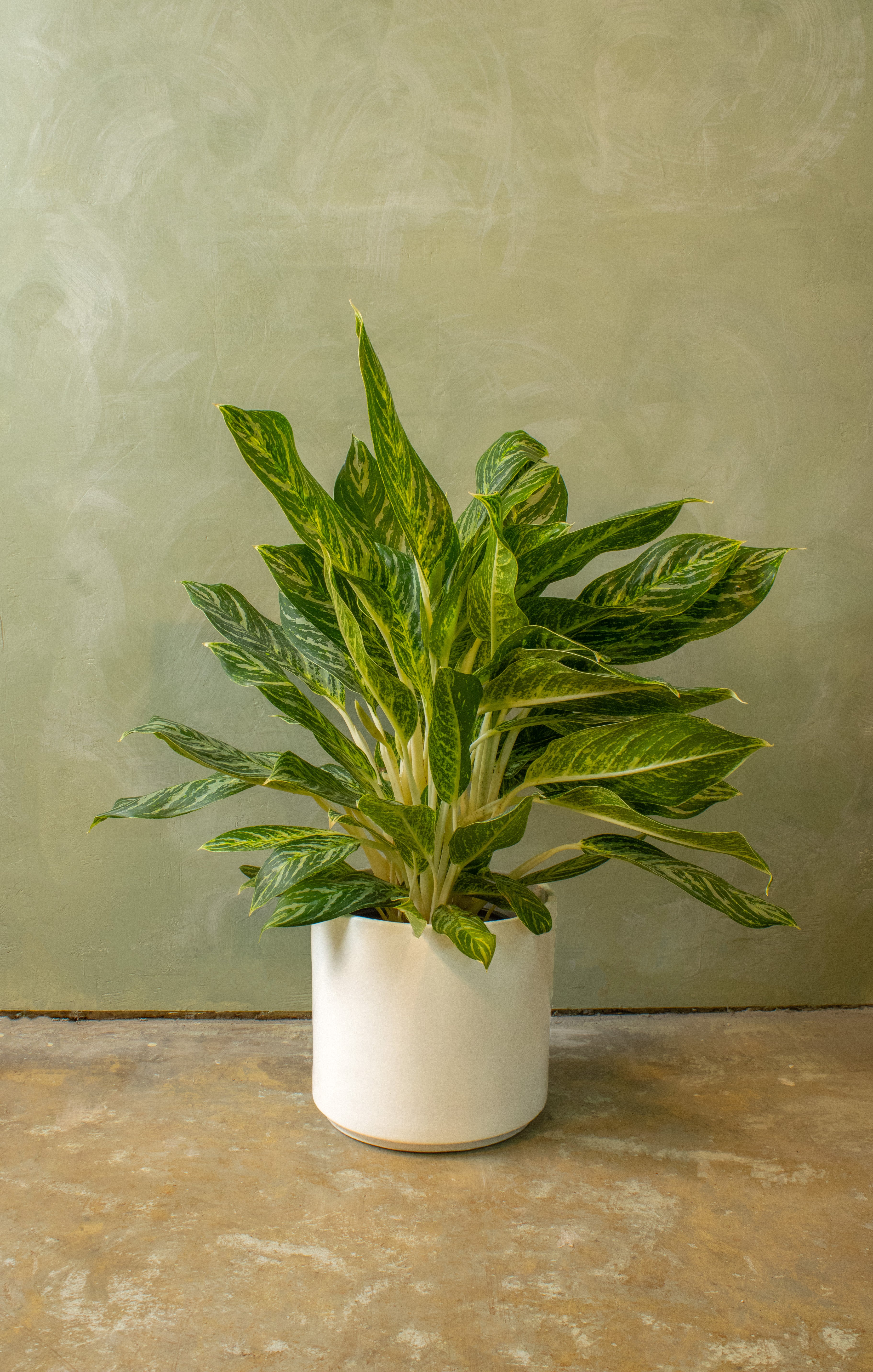 Potted 10" Aglaonema 'Golden Madonna'