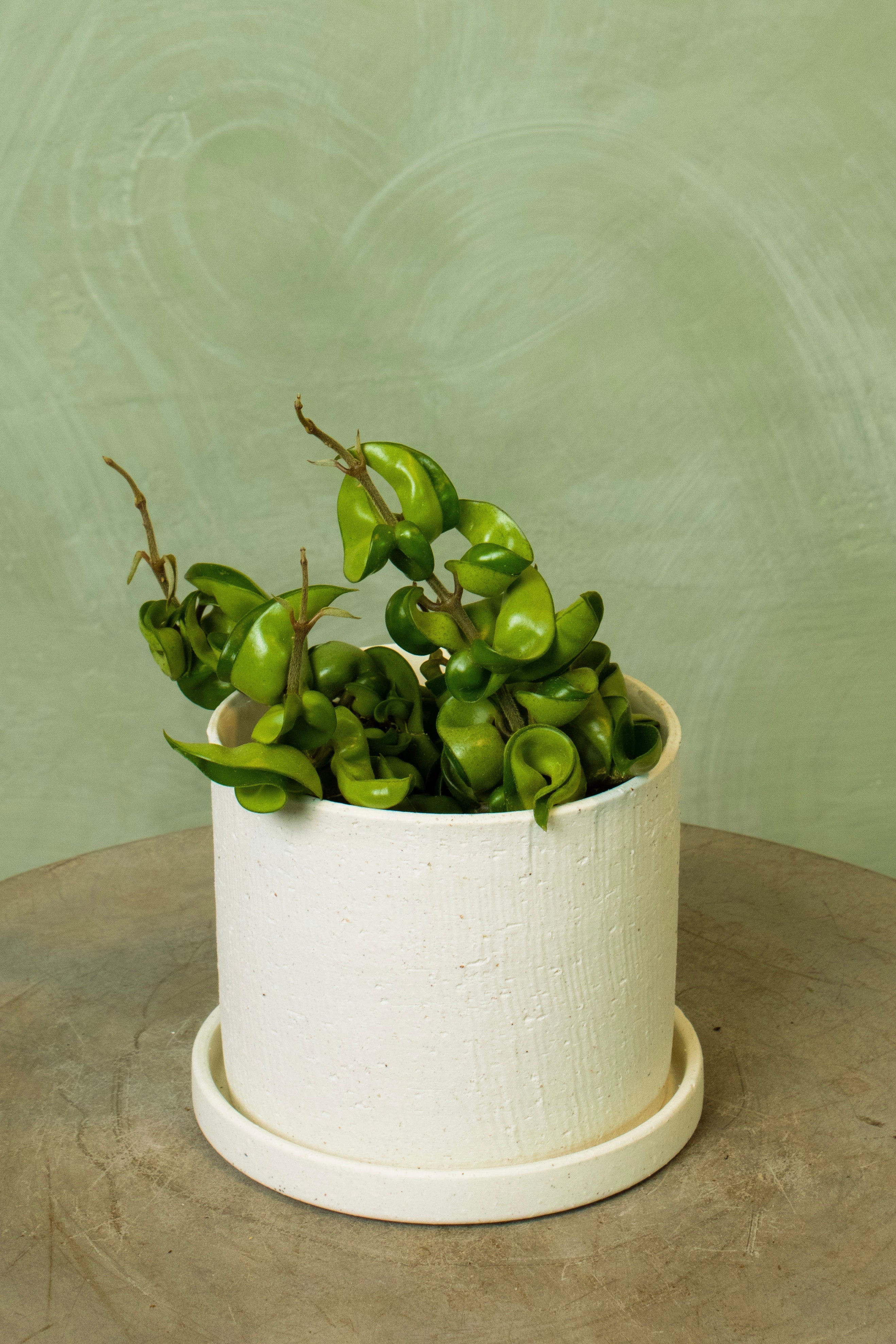 Potted 5.5" Hoya Rope