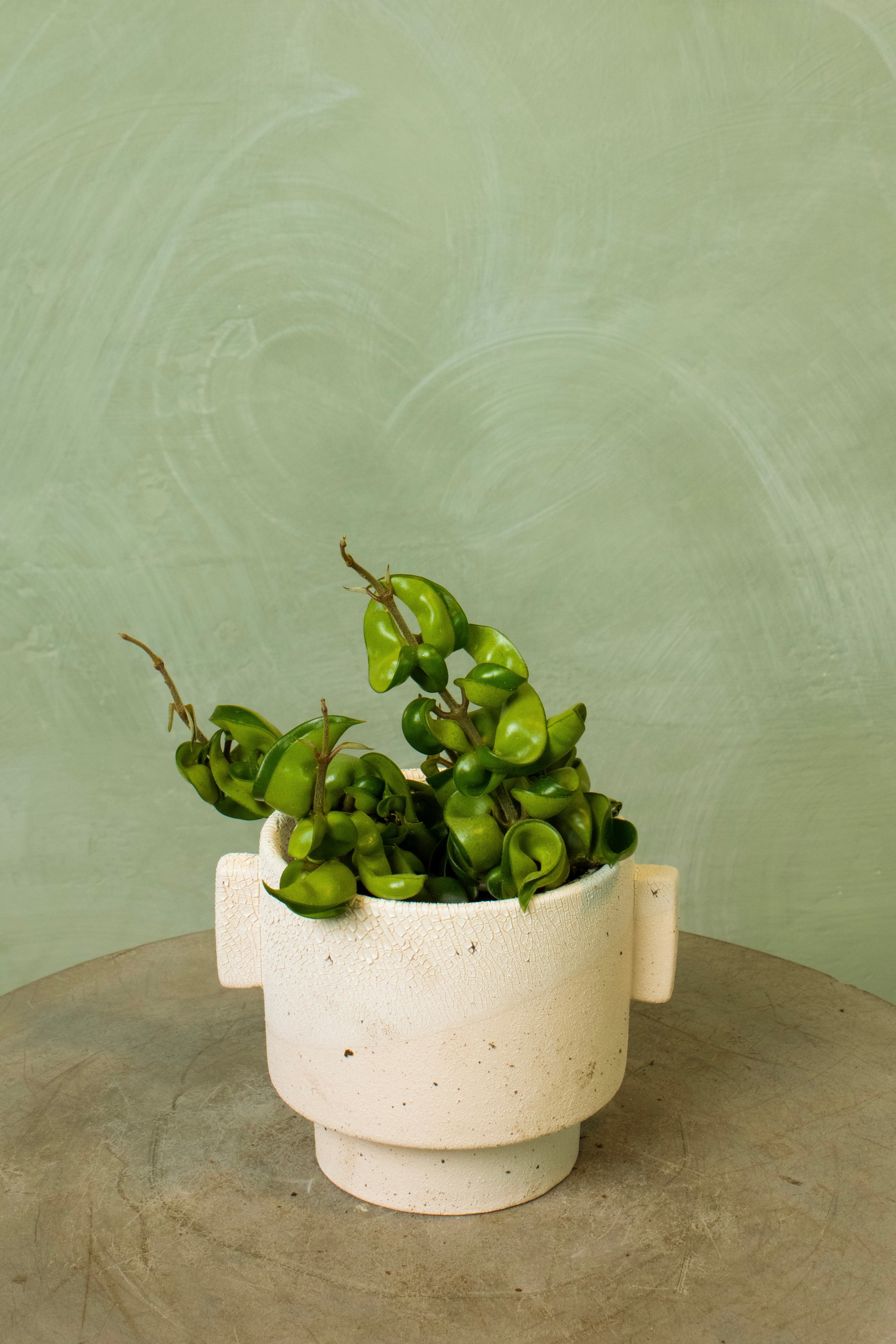 Potted 4.5" Hoya Rope