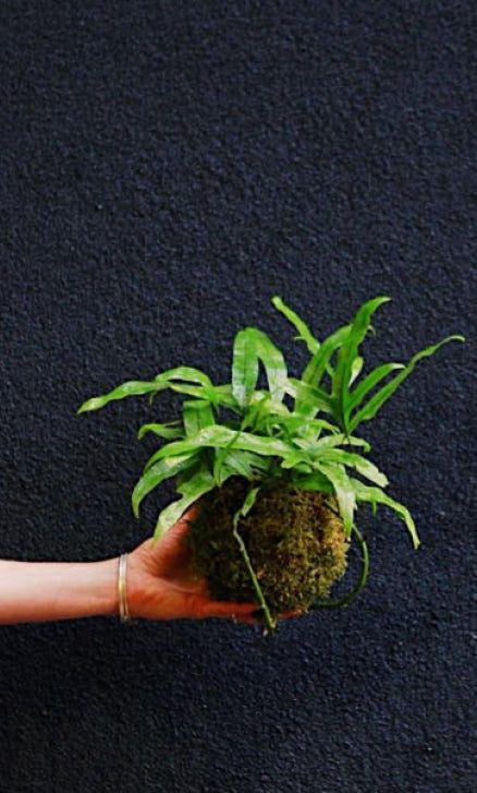 Kokedama Moss Balls @ REWILD Capitol Hill 12/8