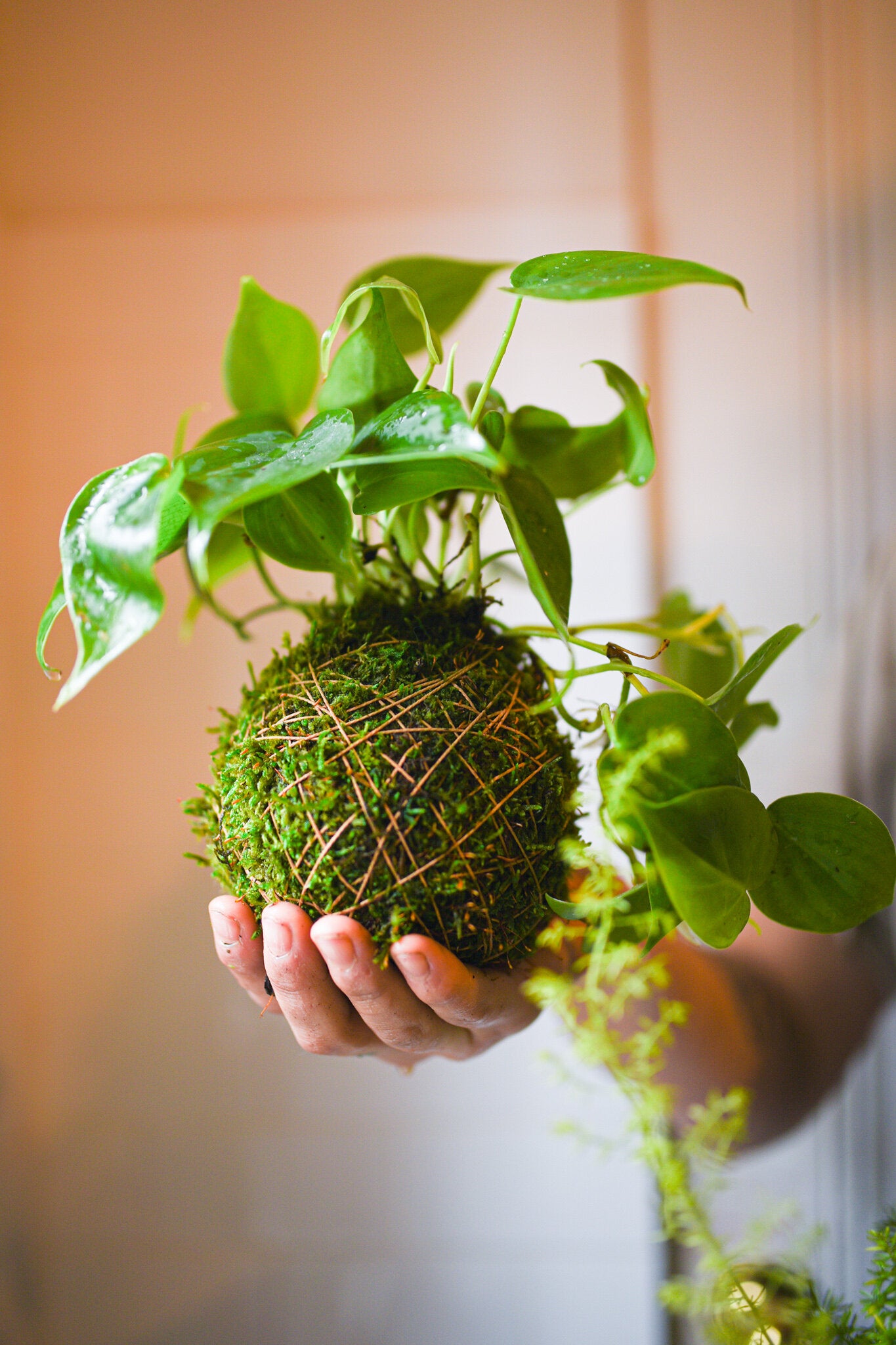 Kokedama Workshop @ Capitol Hill - 7pm on March 23rd