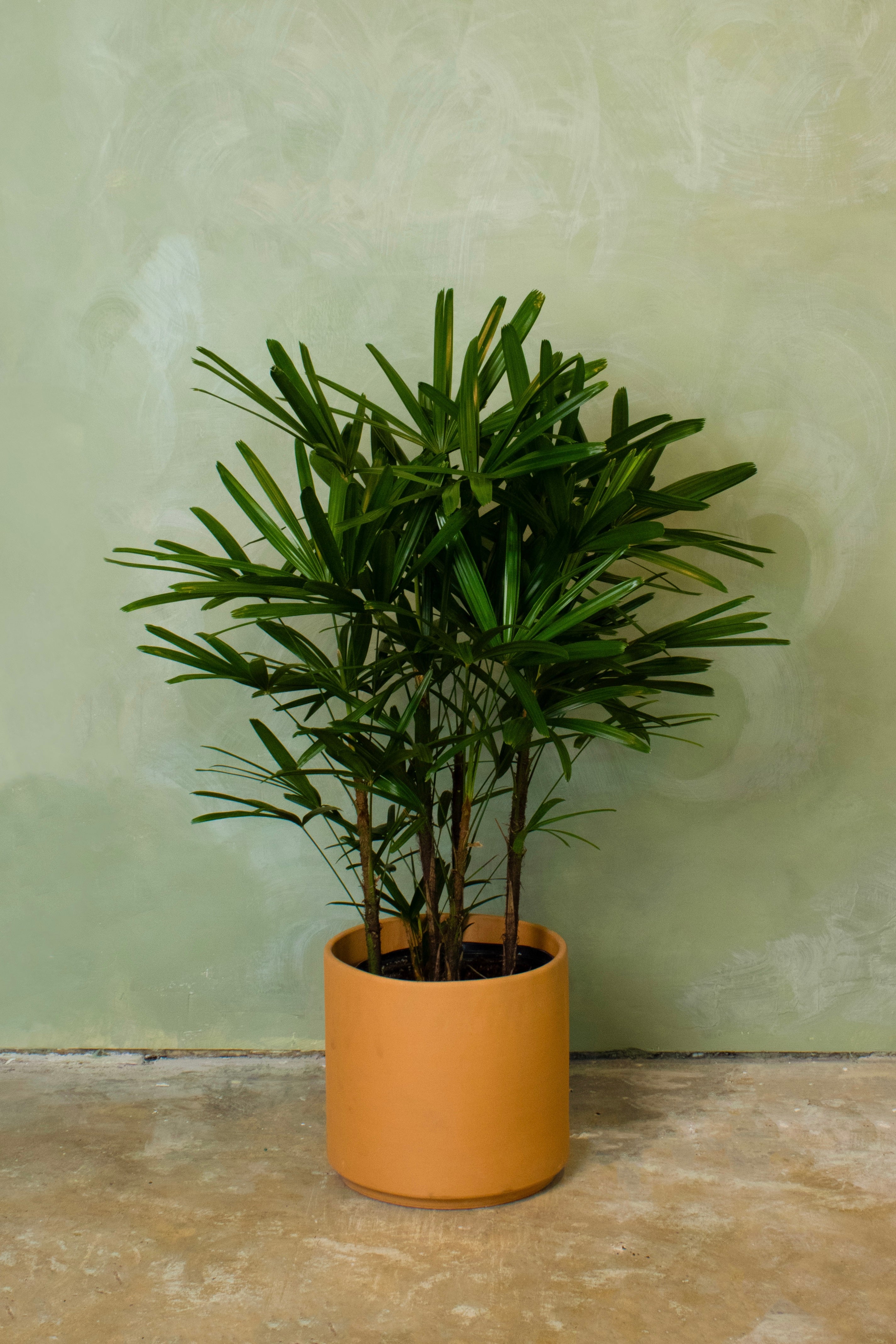 Potted 10" Lady Palm