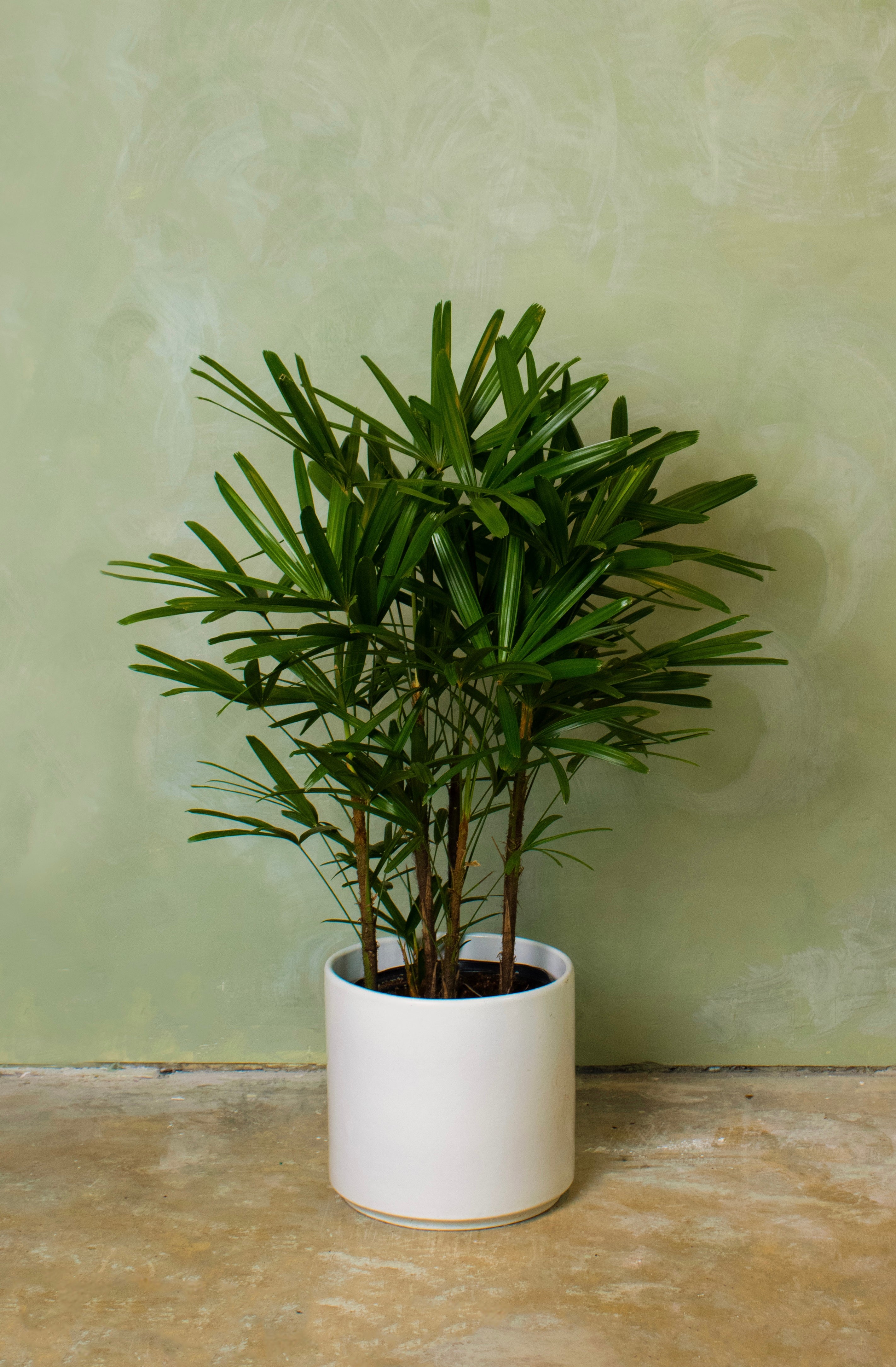 Potted 10" Lady Palm