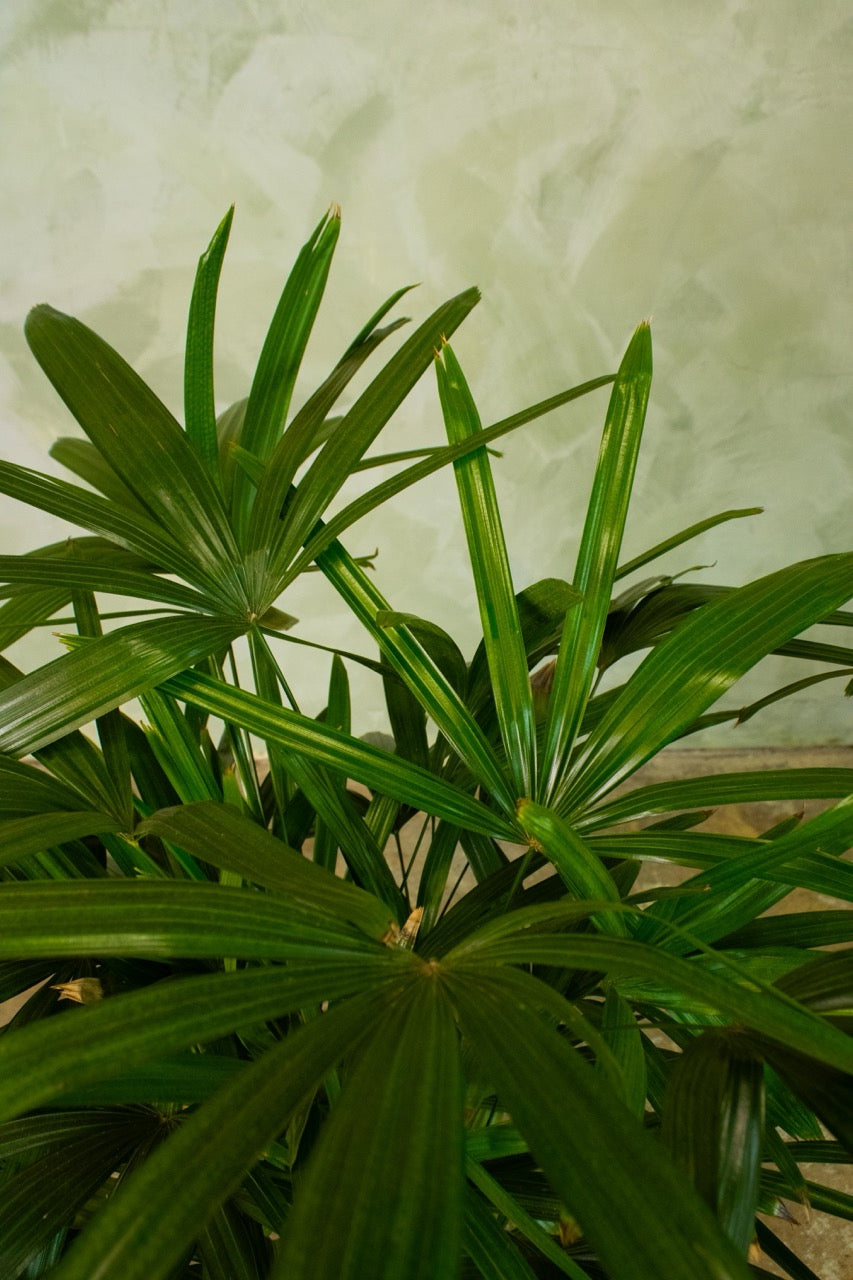 10" Lady Palm