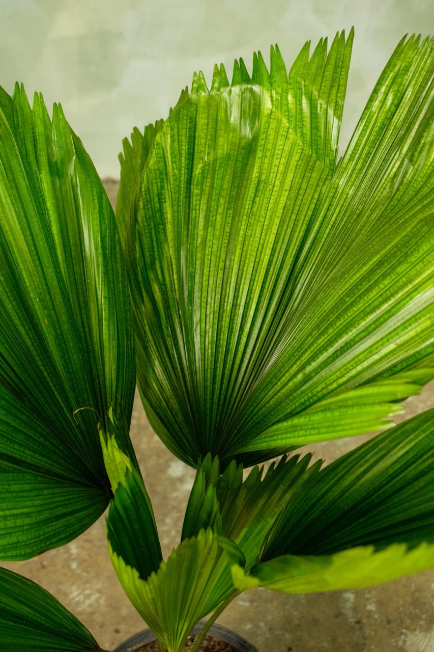 10" Licuala Grandis