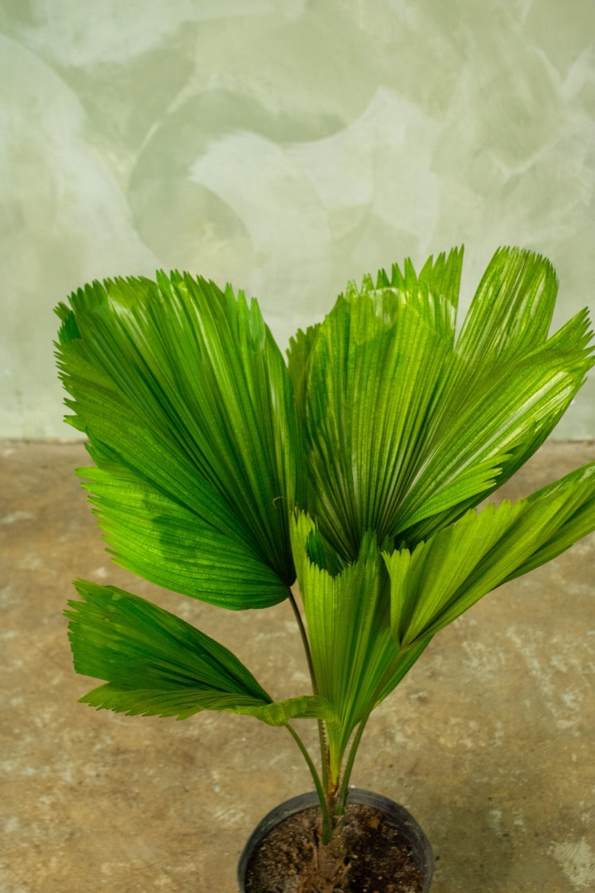 10" Licuala Grandis