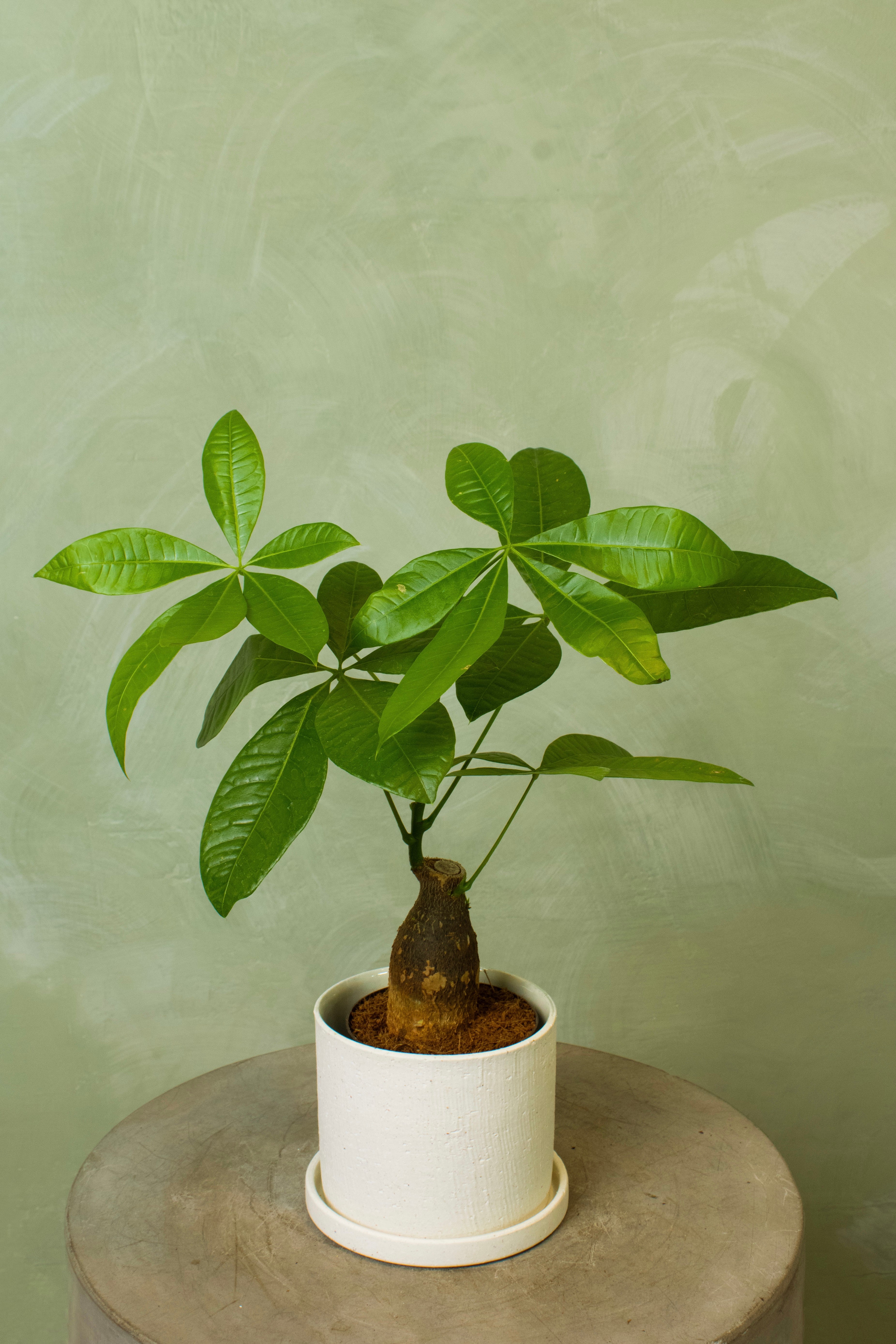 Potted 5.5" Money Tree Stump