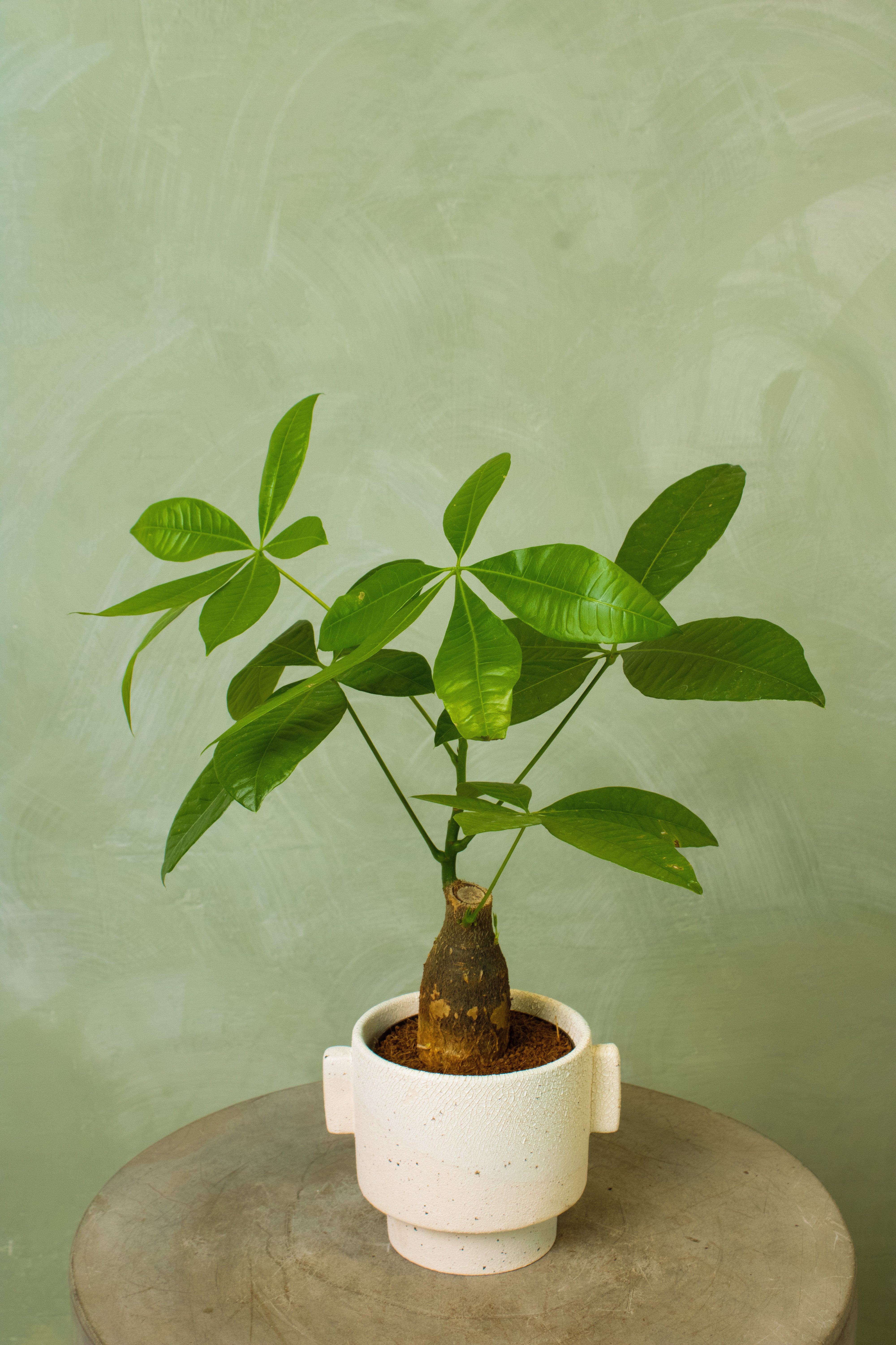 Potted 4.5" Money Tree Stump