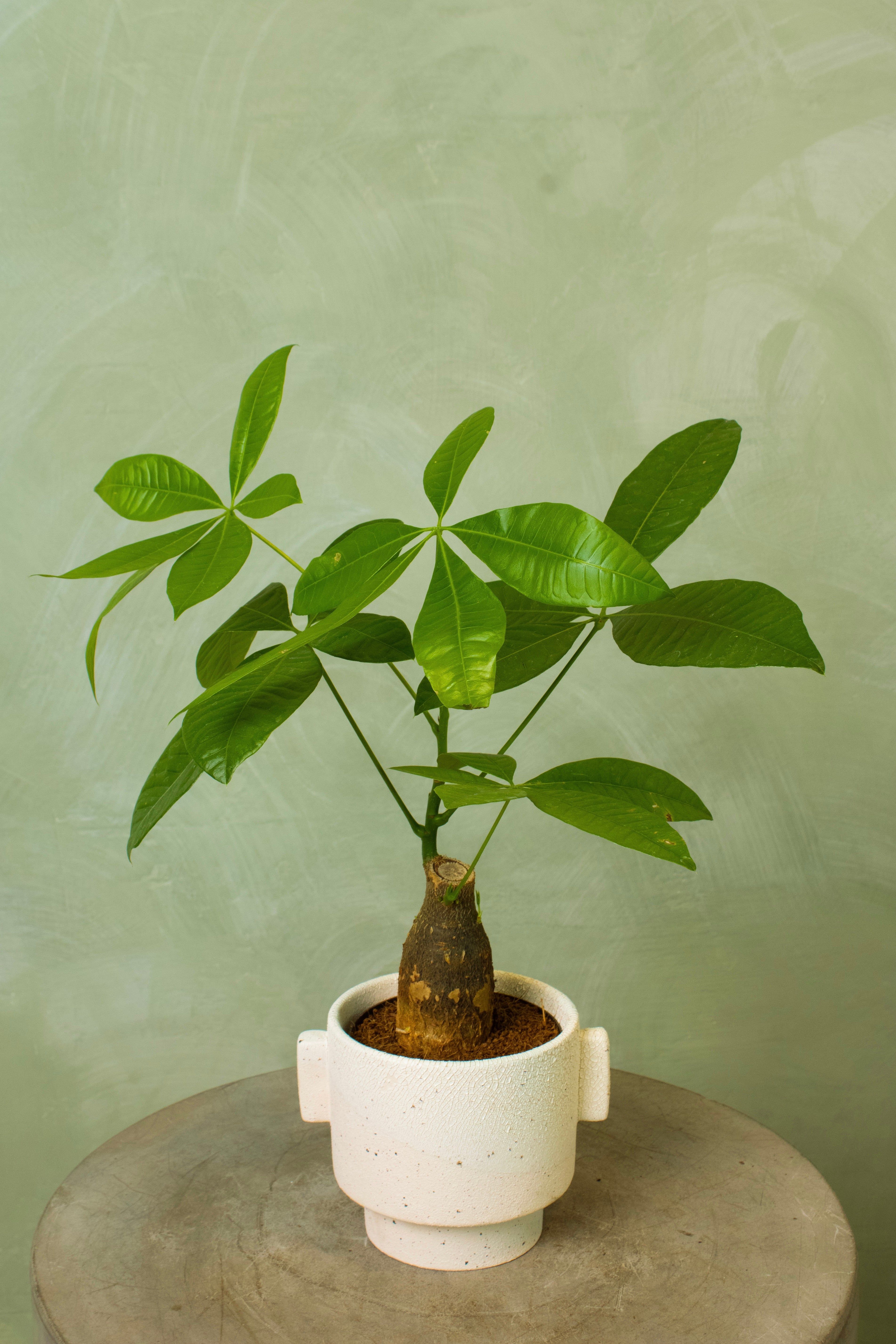 Potted 4.5" Money Tree Stump