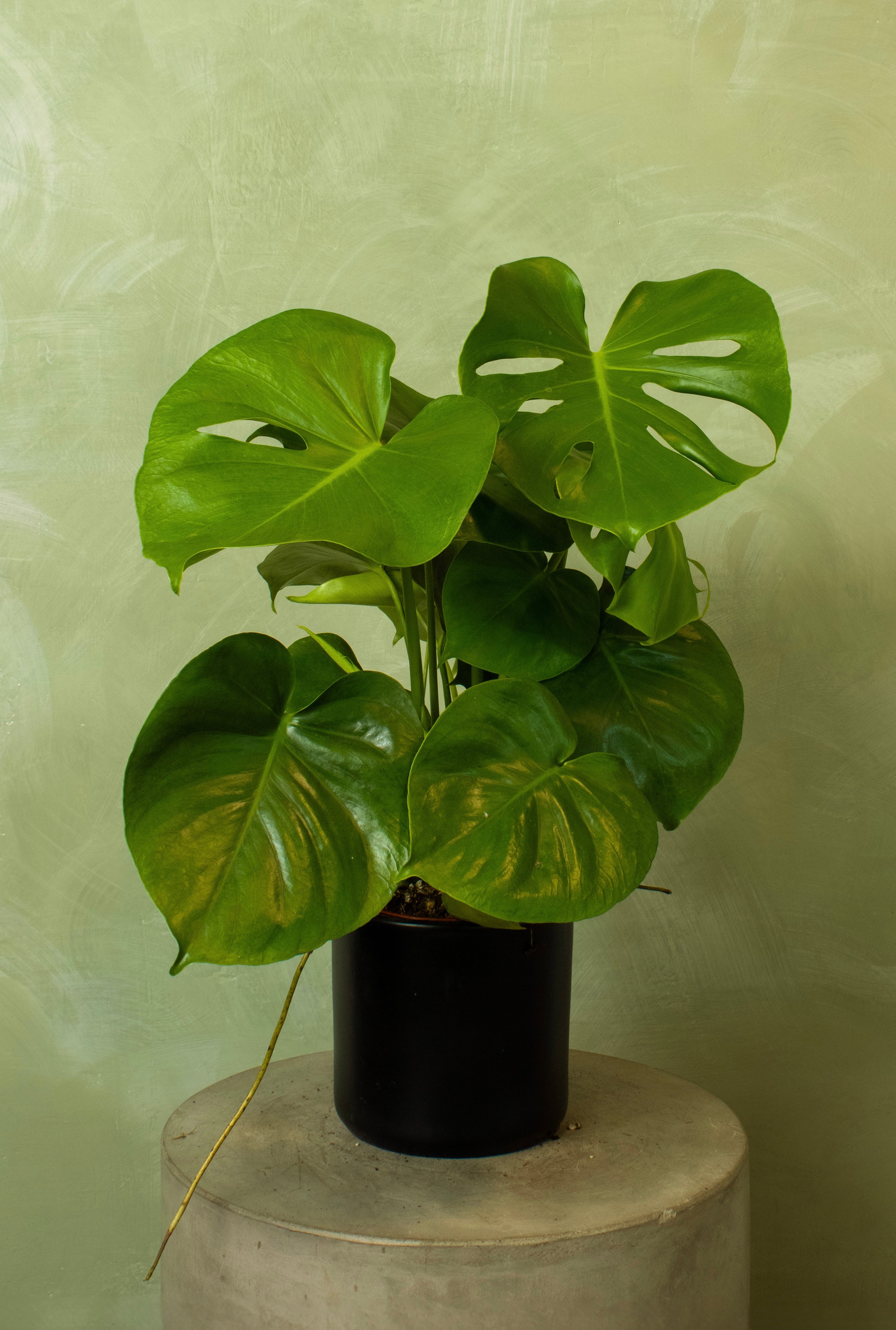 Potted 6" Monstera deliciosa