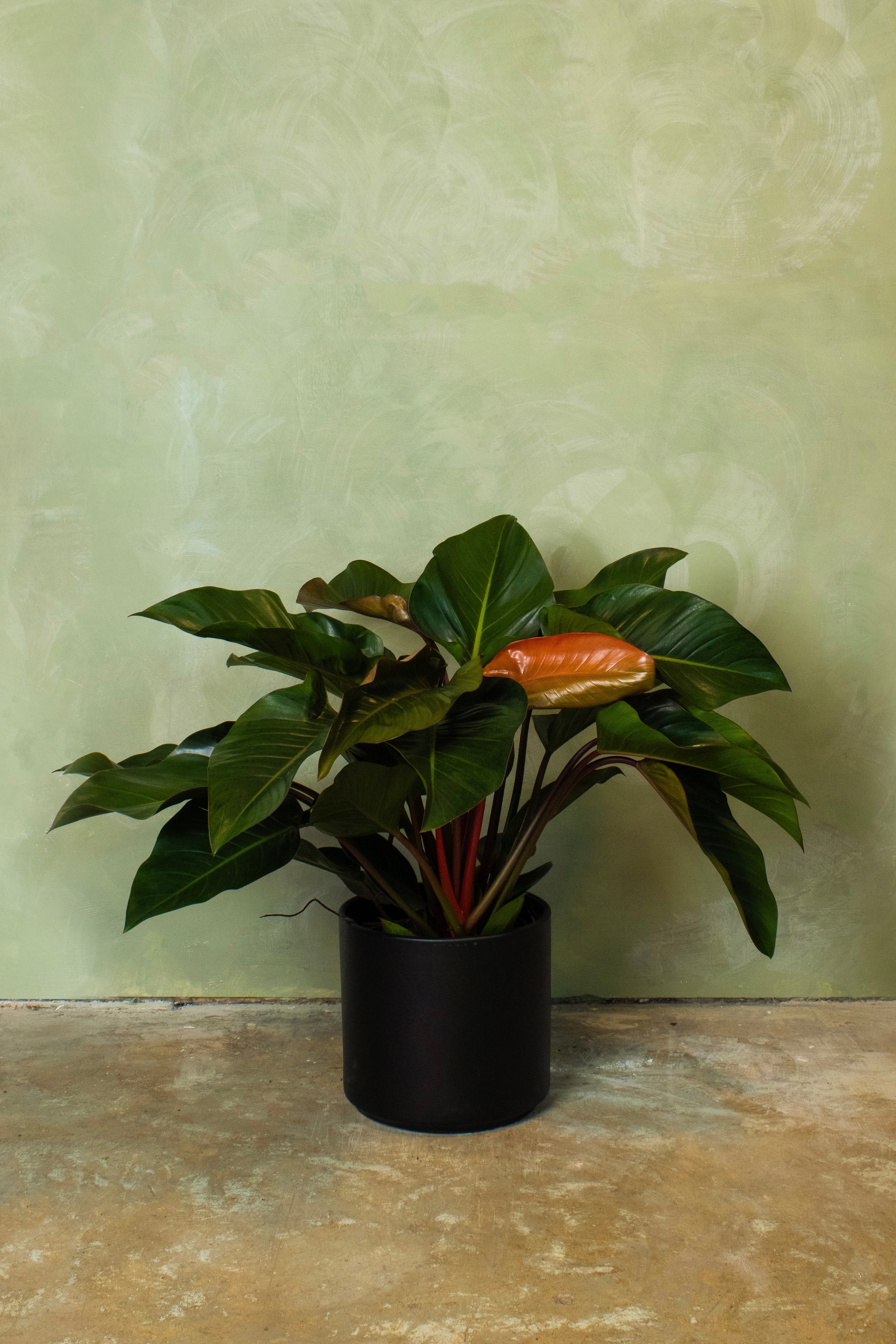Potted 10" Philodendron Rojo Conjo