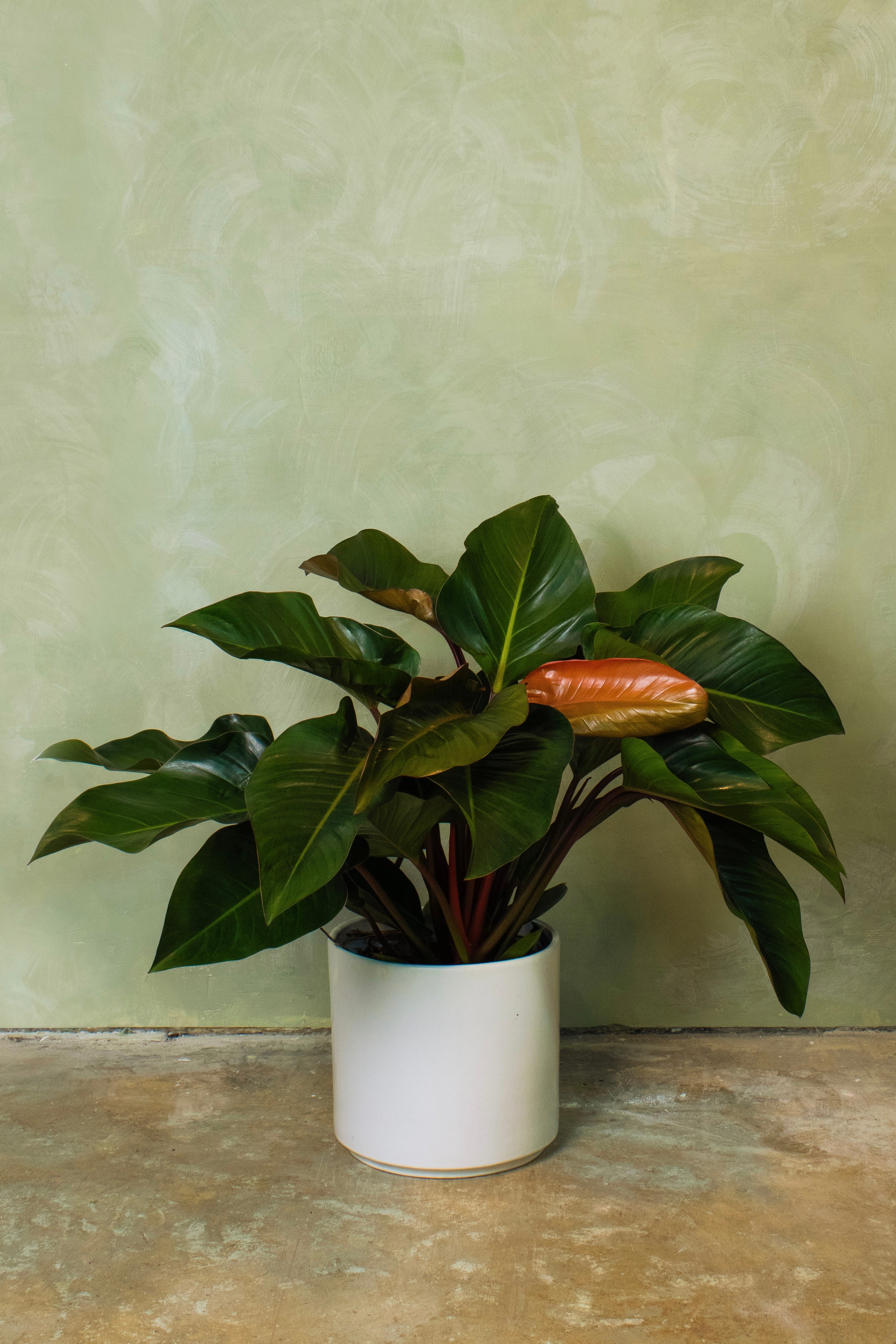 Potted 10" Philodendron Rojo Conjo