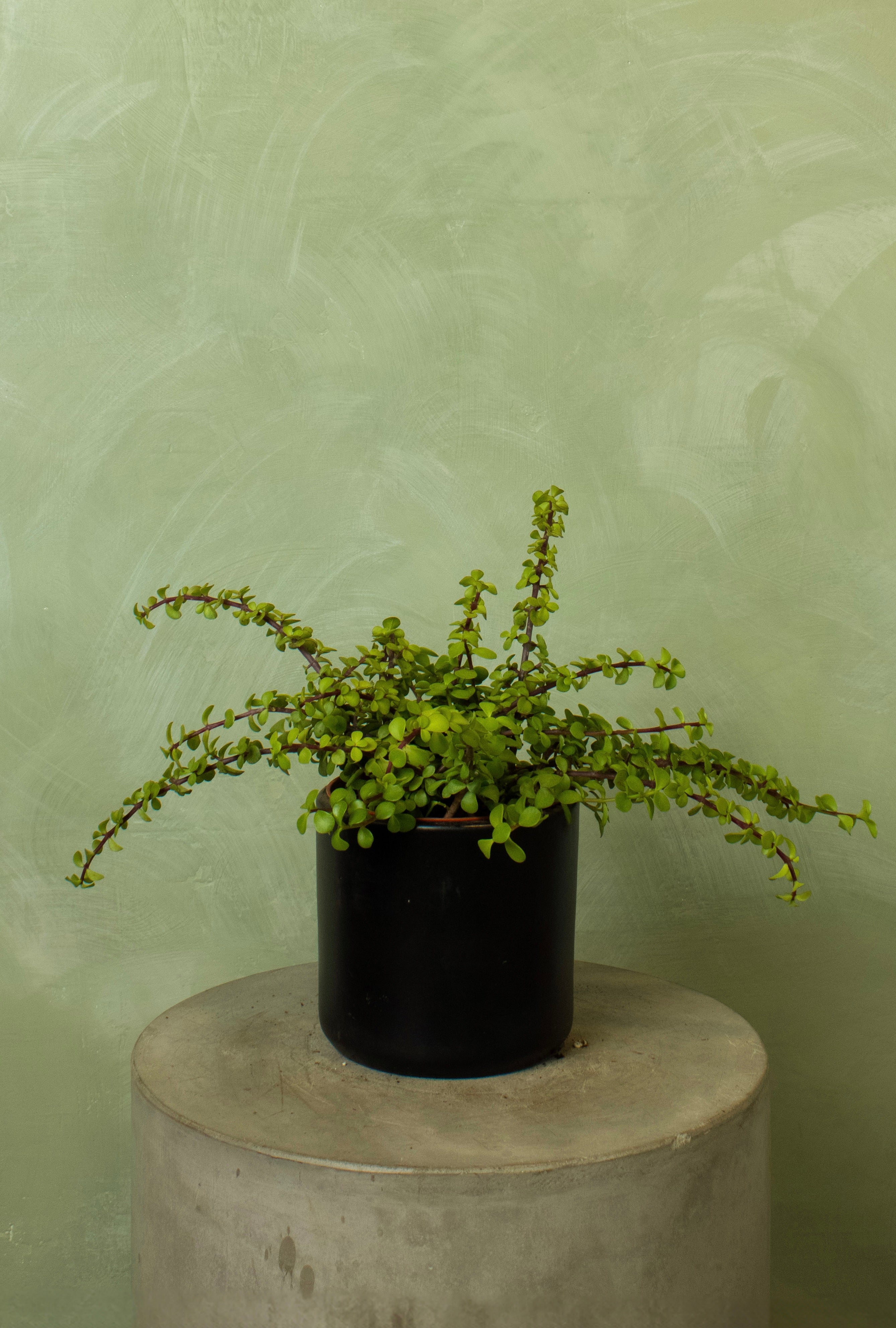 Potted 6" Elephant Bush