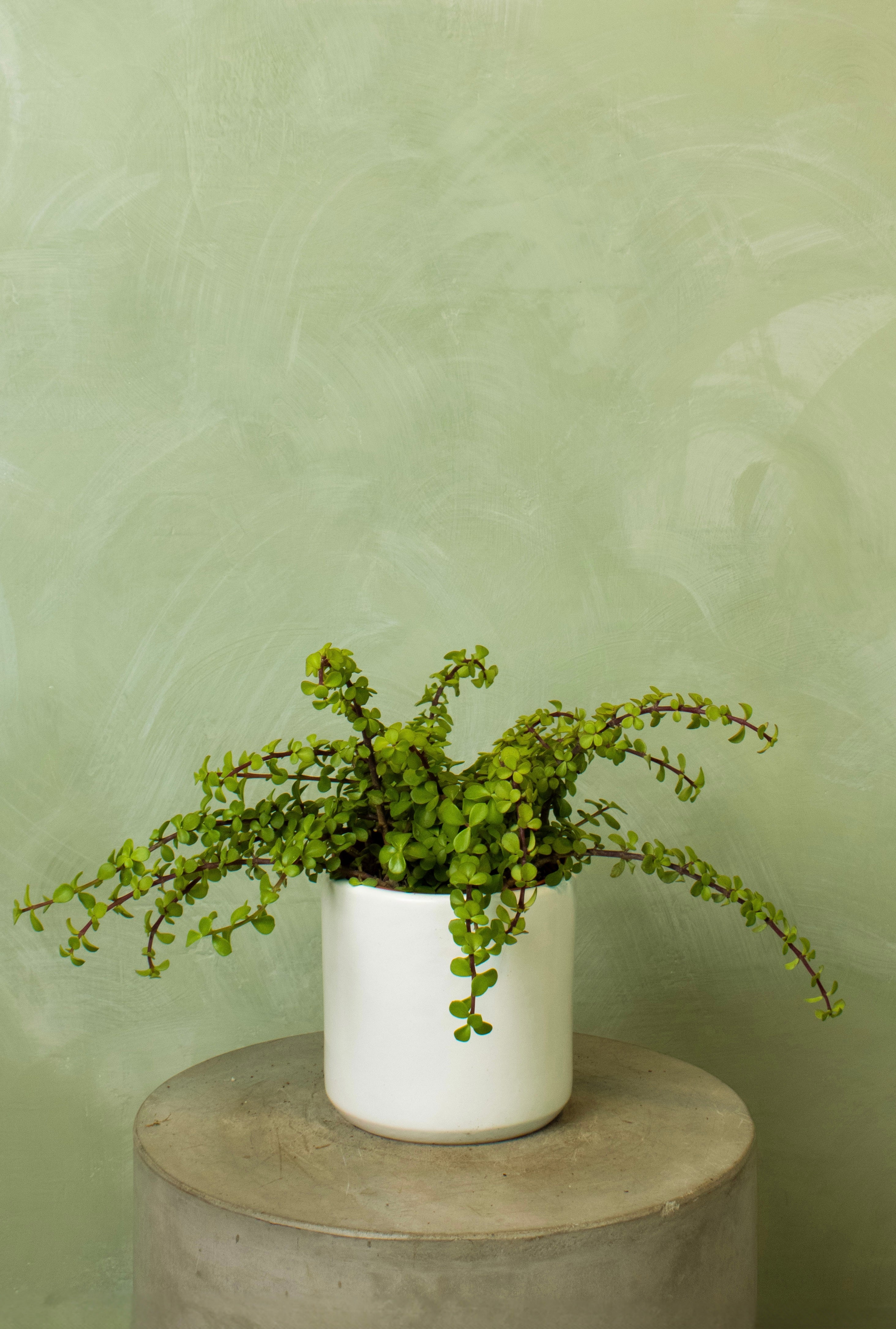 Potted 6" Elephant Bush